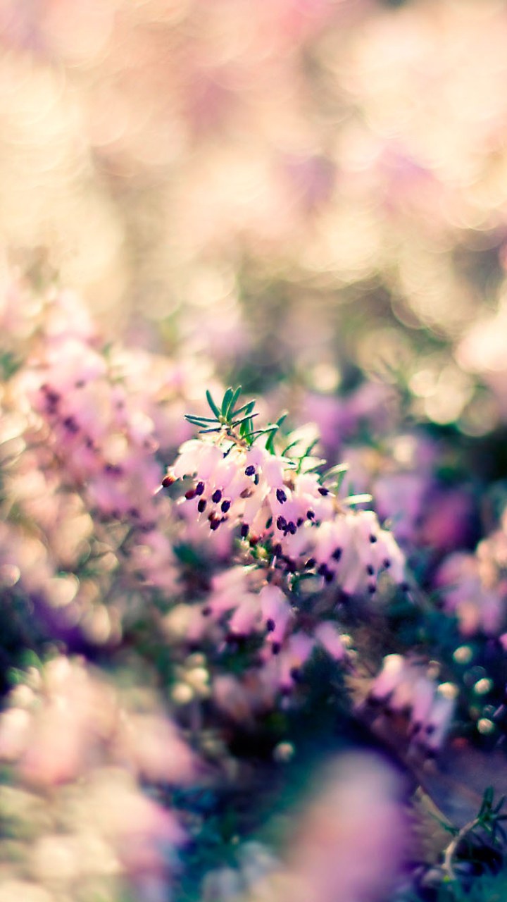 Download mobile wallpaper Nature, Flowers, Flower, Blur, Earth, Pink Flower for free.