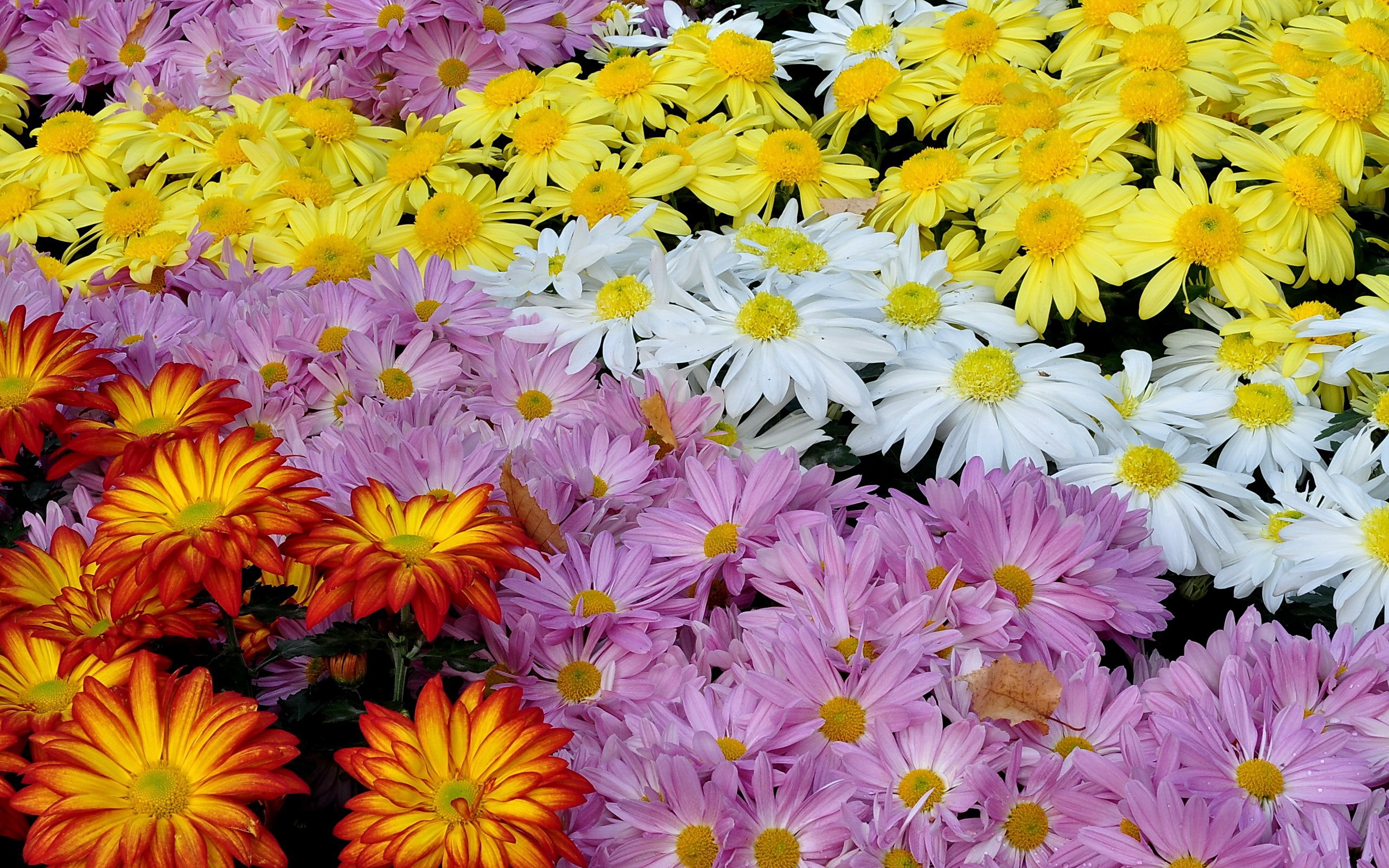 Free download wallpaper Flowers, Chrysanthemum, Flower, Earth, Colors, Colorful, Yellow Flower, White Flower, Pink Flower on your PC desktop