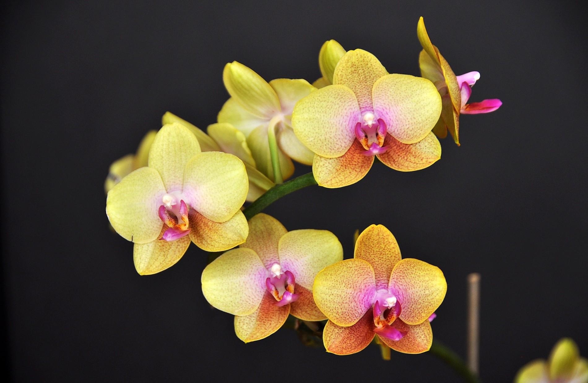 84062 скачать картинку орхидея, черный фон, цветы, ветка, цветок, желтая - обои и заставки бесплатно