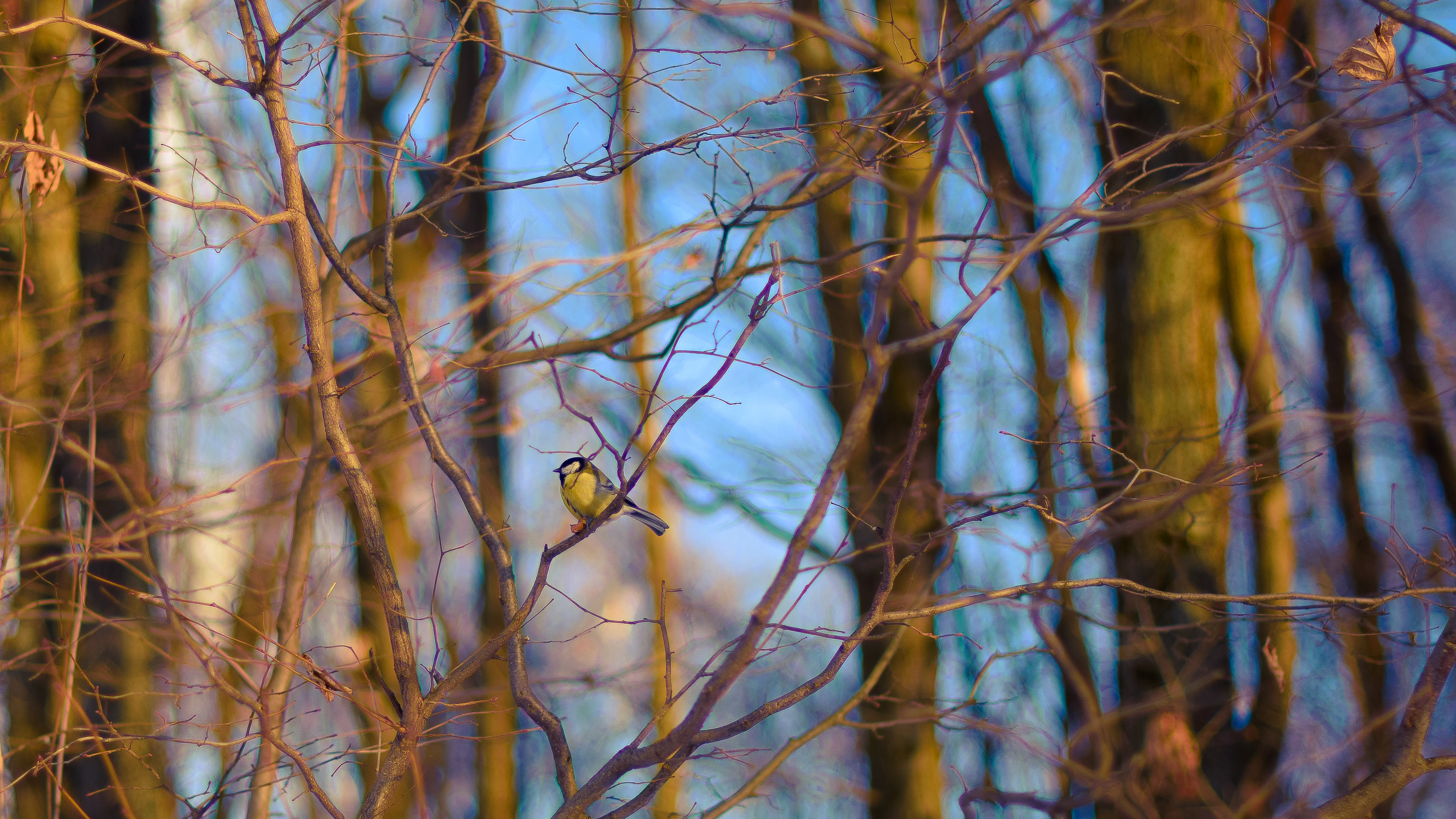 Handy-Wallpaper Vogel, Vögel, Tiere kostenlos herunterladen.