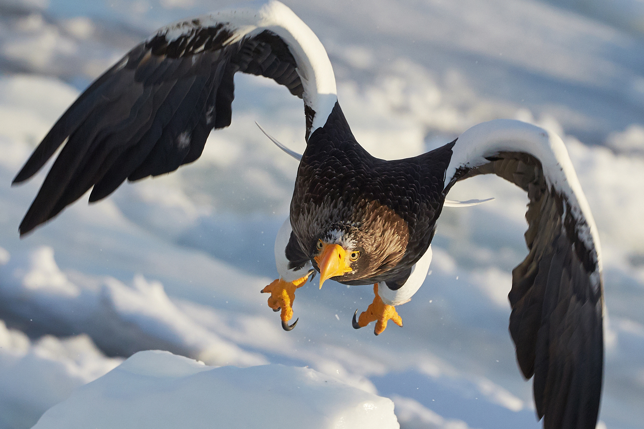 Laden Sie das Tiere, Vögel, Vogel, Schnabel, Adler, Raubvogel, Stellers Seeadler-Bild kostenlos auf Ihren PC-Desktop herunter