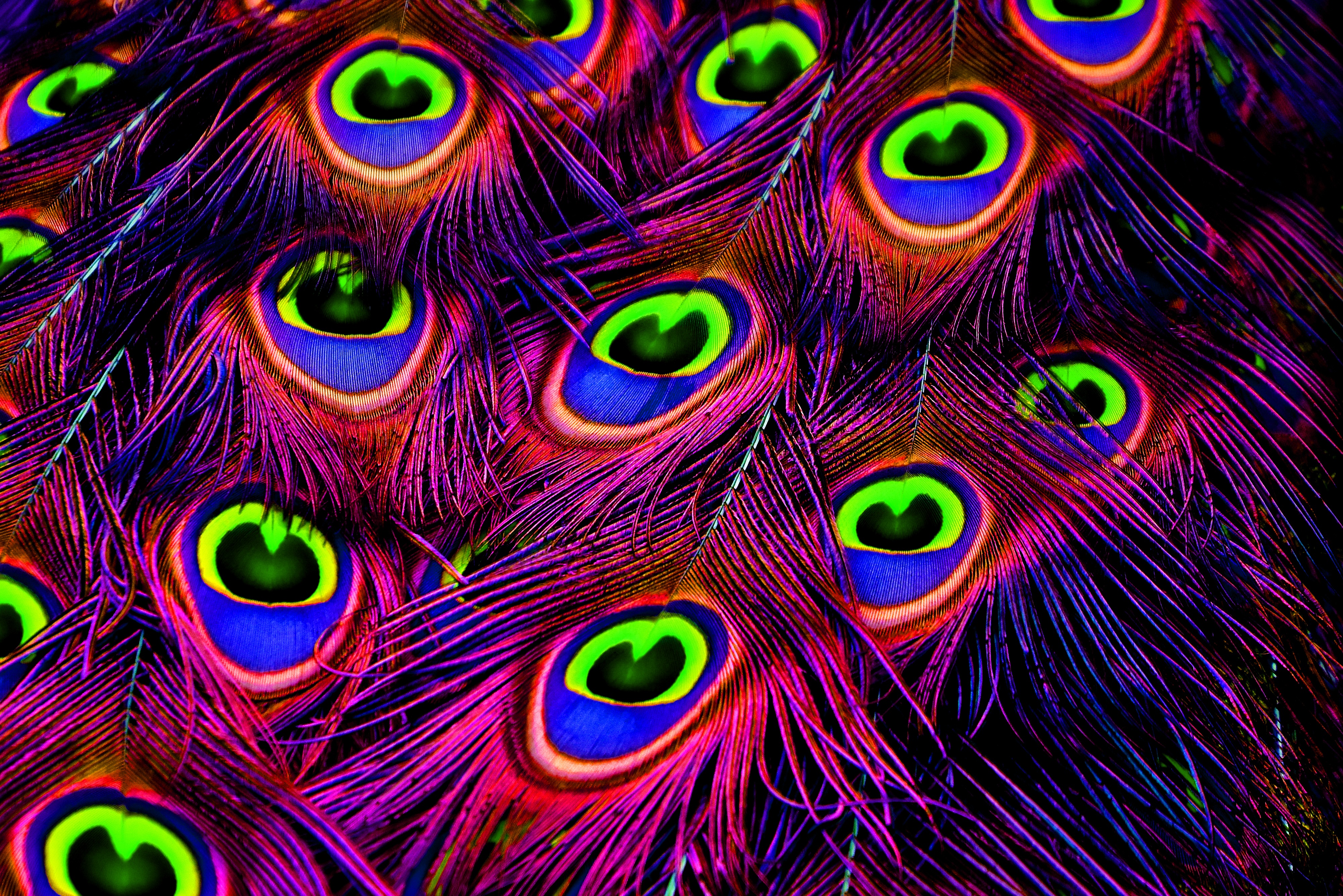 bright, peacock, texture, feather, textures, photoshop wallpapers for tablet