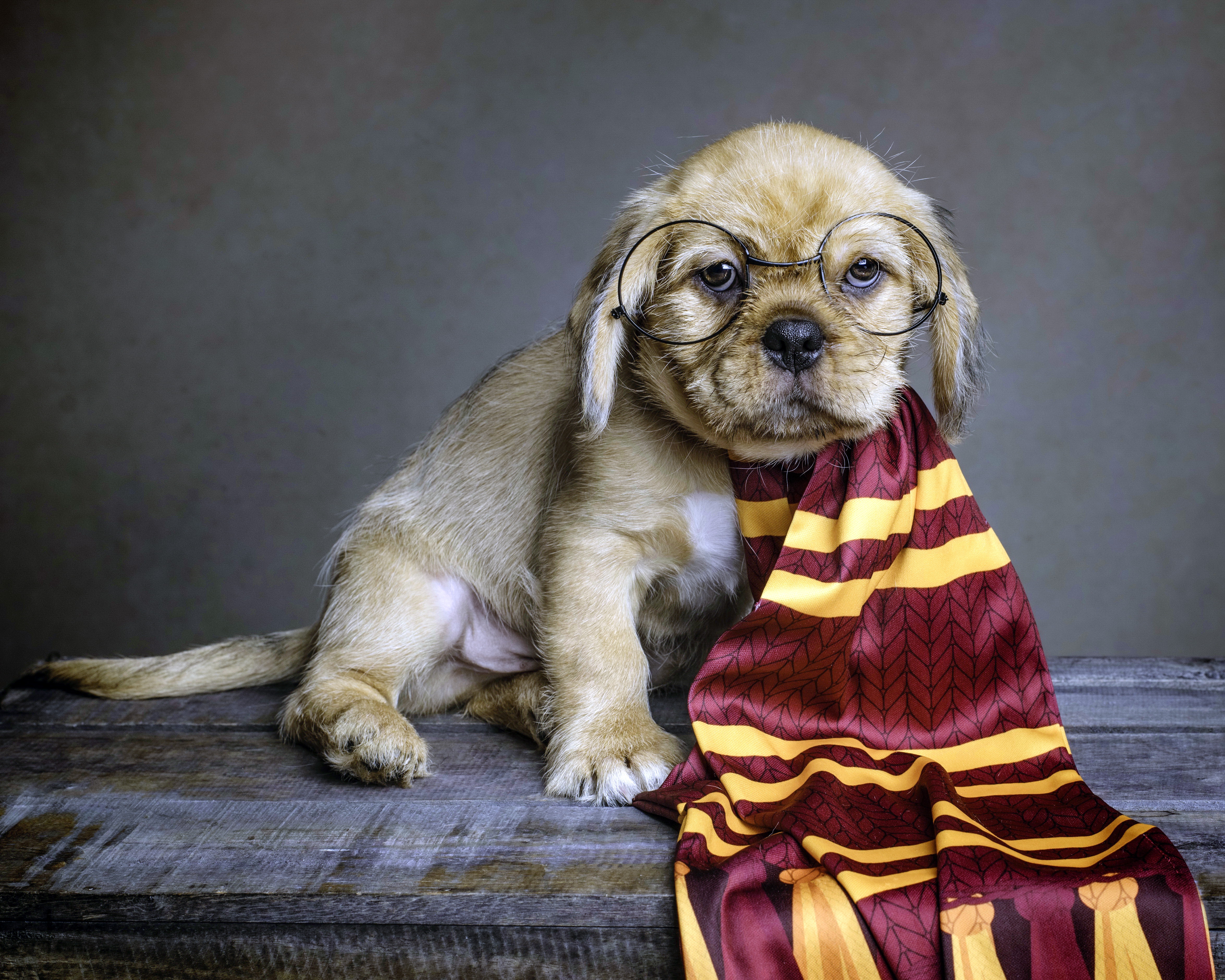 Laden Sie das Tiere, Hunde, Harry Potter, Hund, Welpen, Brille, Schal, Tierbaby-Bild kostenlos auf Ihren PC-Desktop herunter