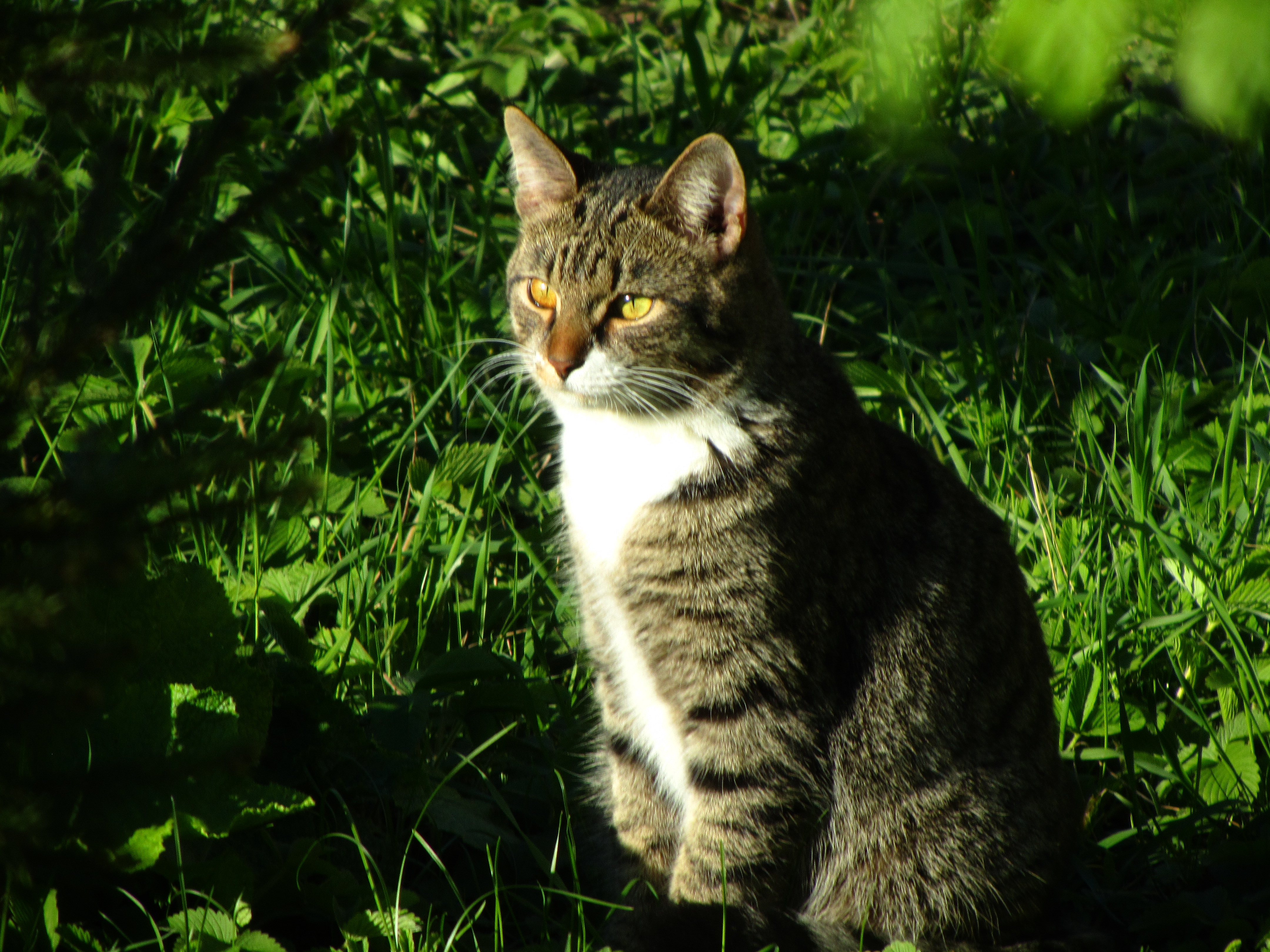 Baixe gratuitamente a imagem Animais, Gato na área de trabalho do seu PC