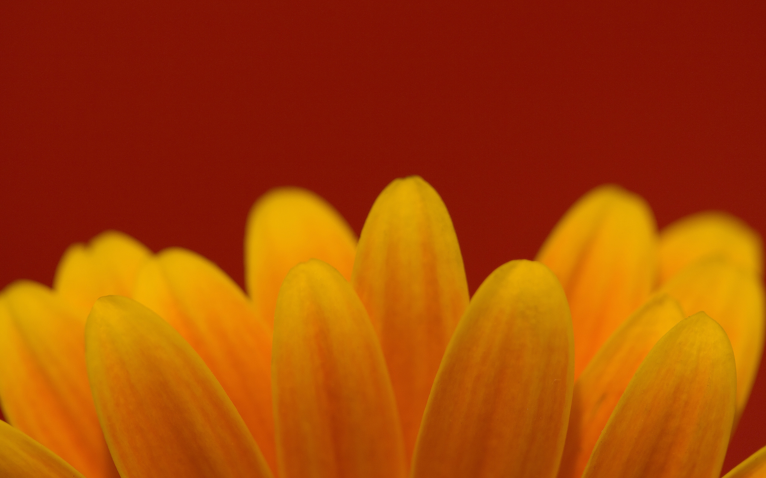 Téléchargez gratuitement l'image Fleurs, Fleur, Terre/nature sur le bureau de votre PC