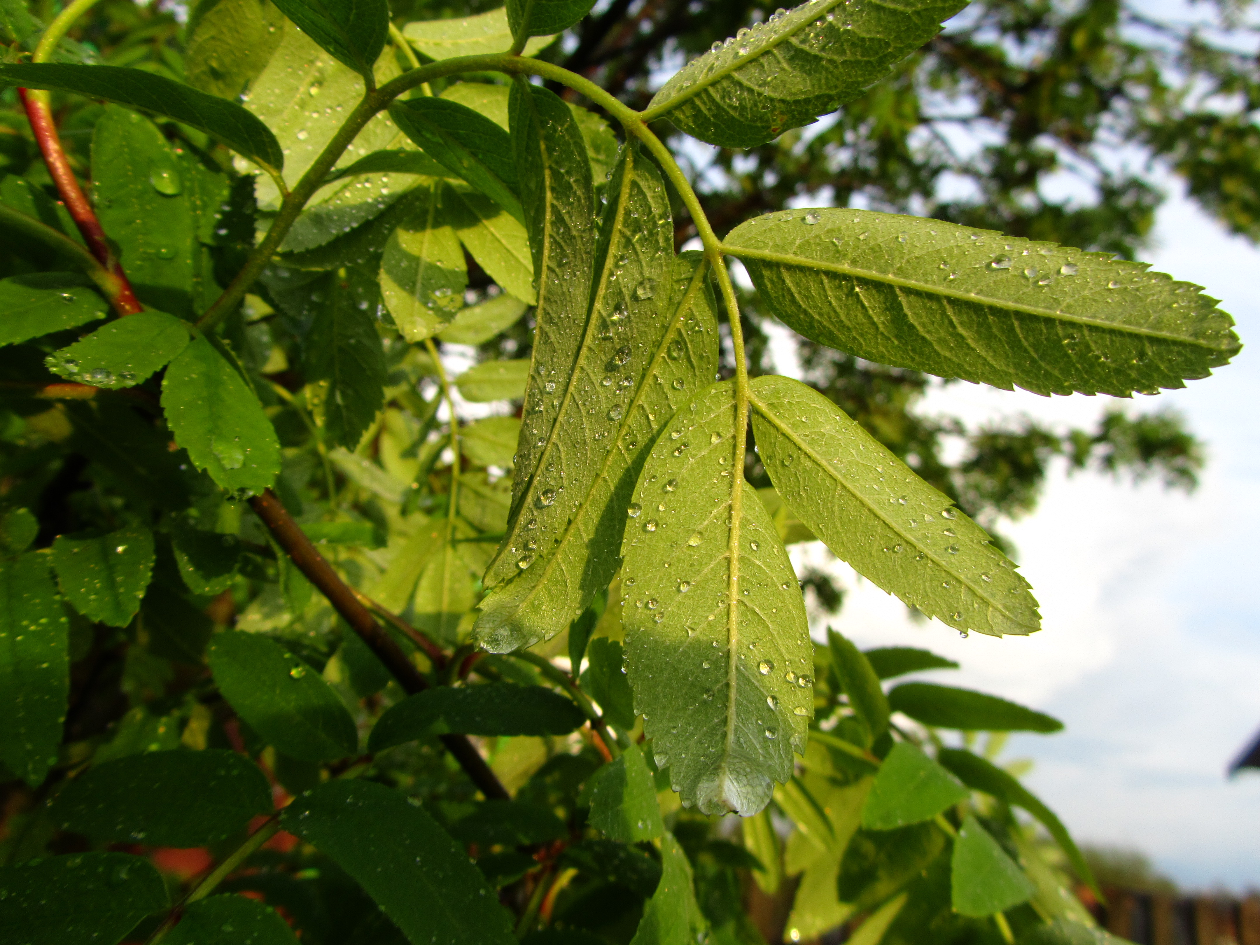 Download mobile wallpaper Leaf, Earth for free.