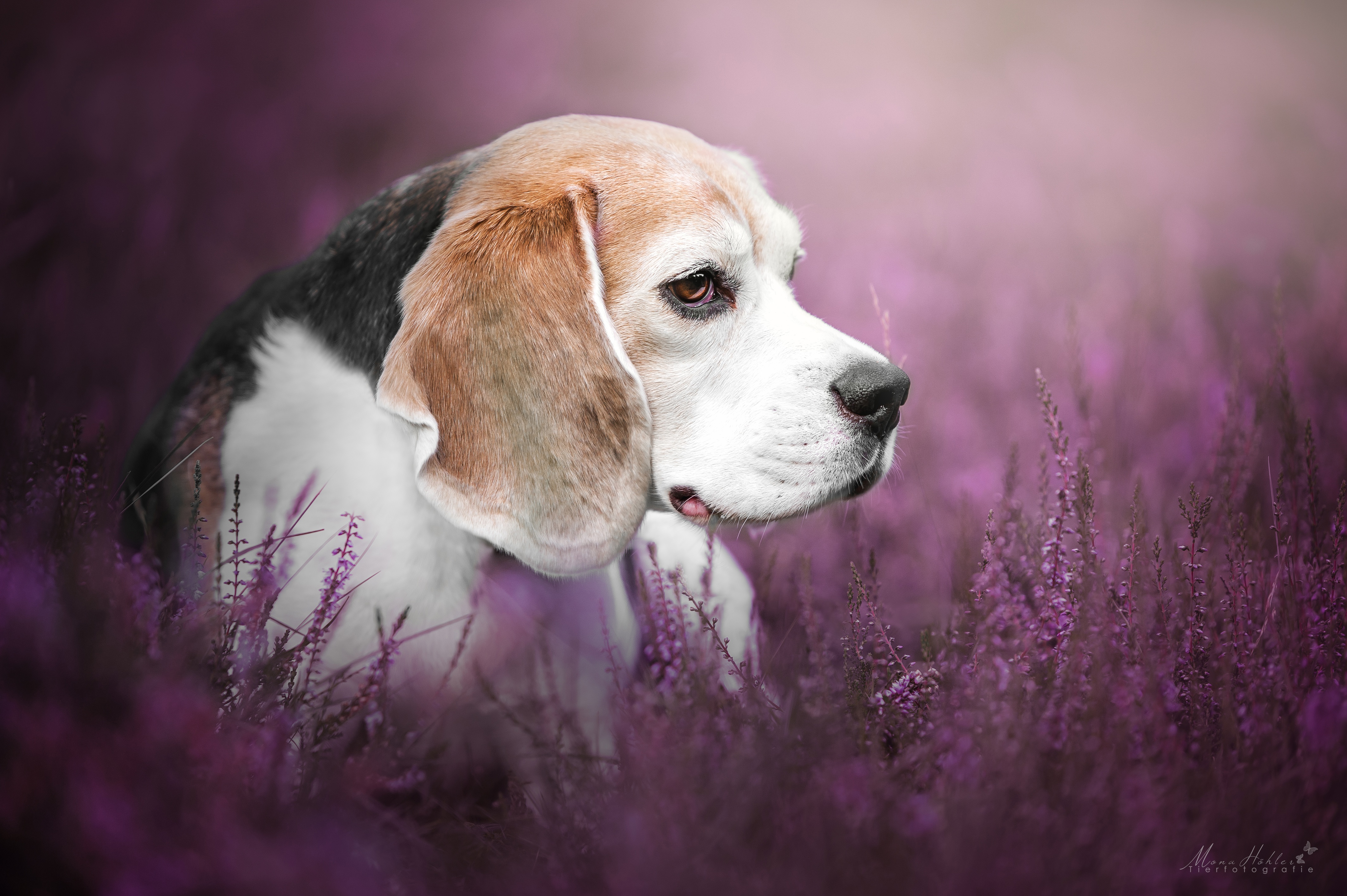 Laden Sie das Tiere, Hunde, Hund, Beagle, Heidekraut-Bild kostenlos auf Ihren PC-Desktop herunter