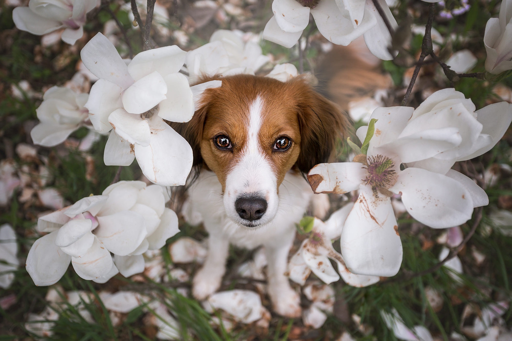 467316壁紙のダウンロード動物, コイケルホンジェ, 犬, 花, 白い花-スクリーンセーバーと写真を無料で