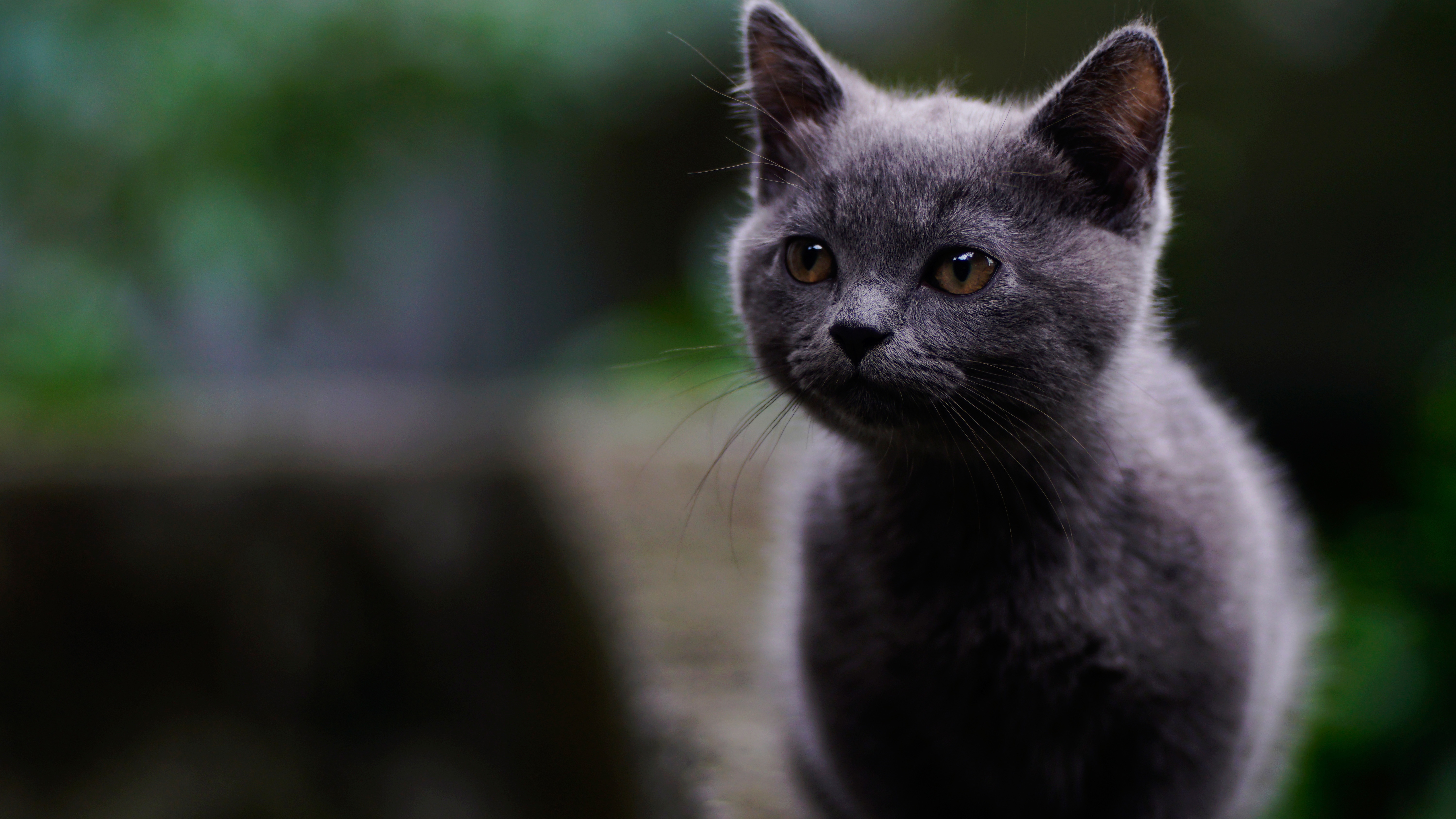 Handy-Wallpaper Tiere, Katzen, Katze, Tiefenschärfe kostenlos herunterladen.