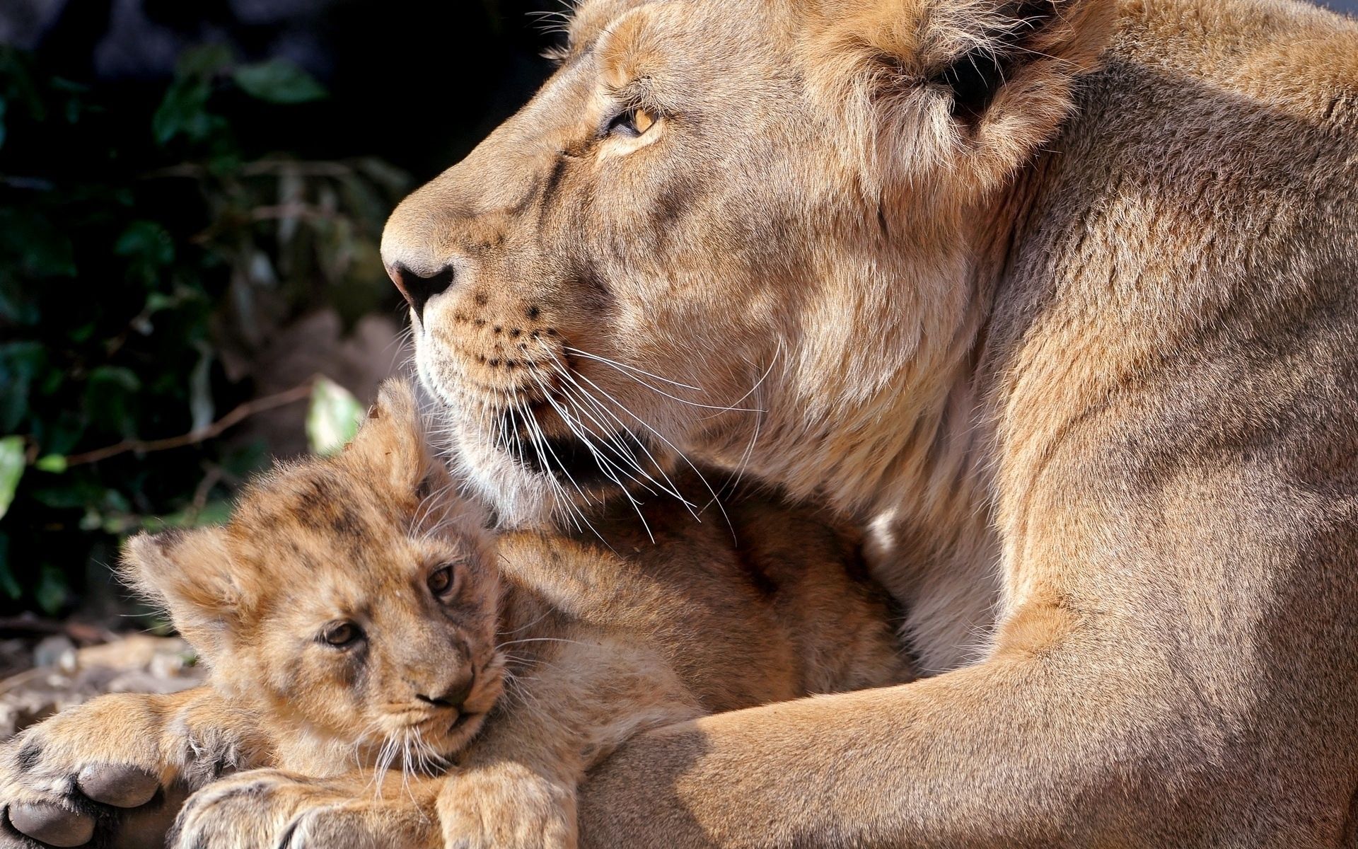 Mobile wallpaper care, animals, lions, young, joey