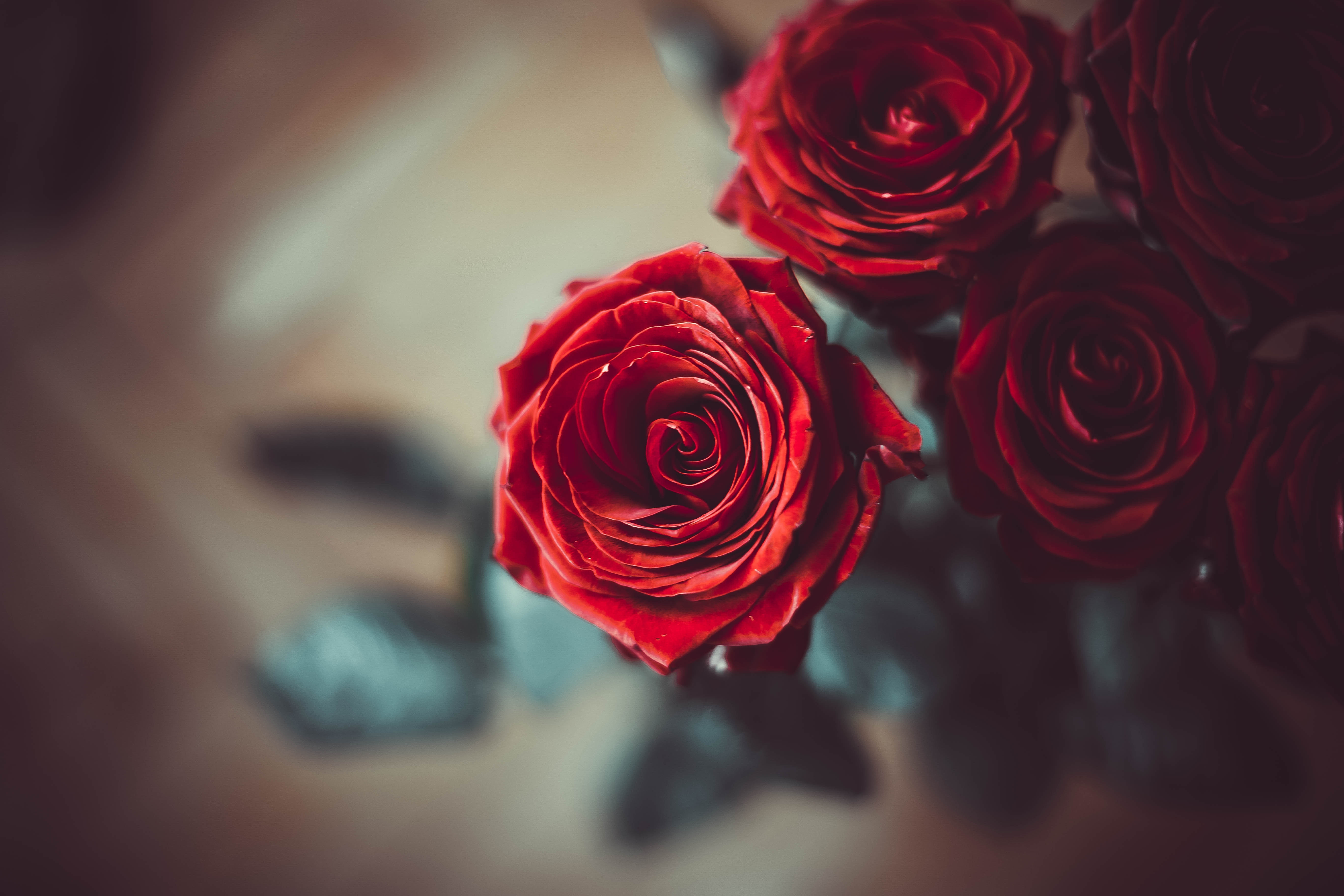 rose, flowers, red, flower, rose flower, petals, bud, blur, smooth Image for desktop