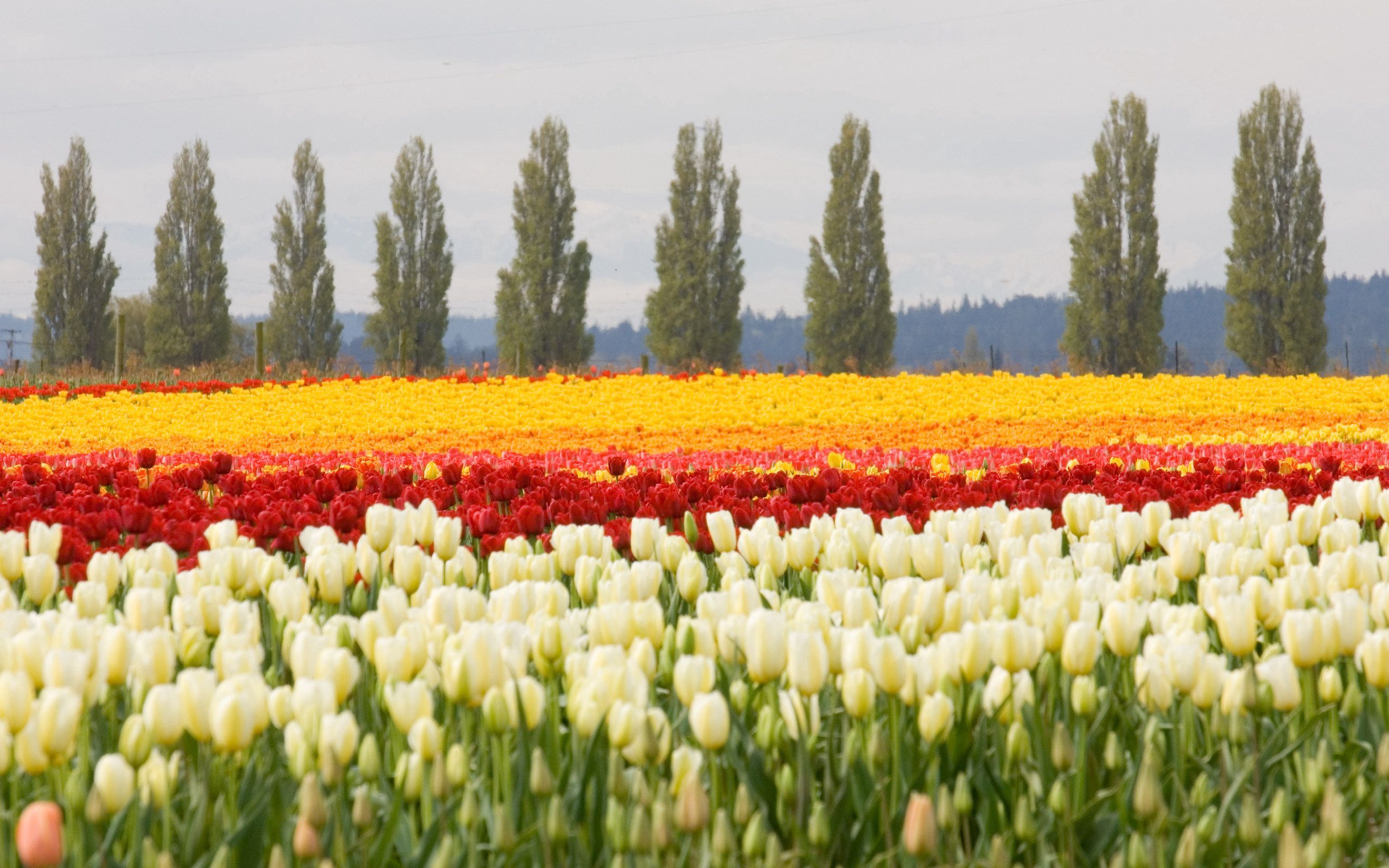 Free download wallpaper Nature, Flowers, Trees, Flowerbed, Flower Bed, Field, Tulips on your PC desktop