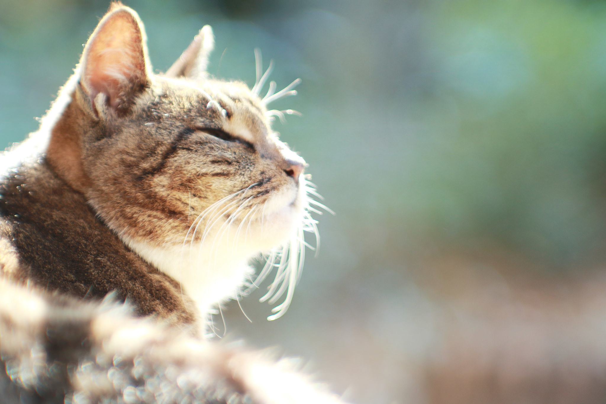 Descarga gratuita de fondo de pantalla para móvil de Animales, Gatos, Gato.