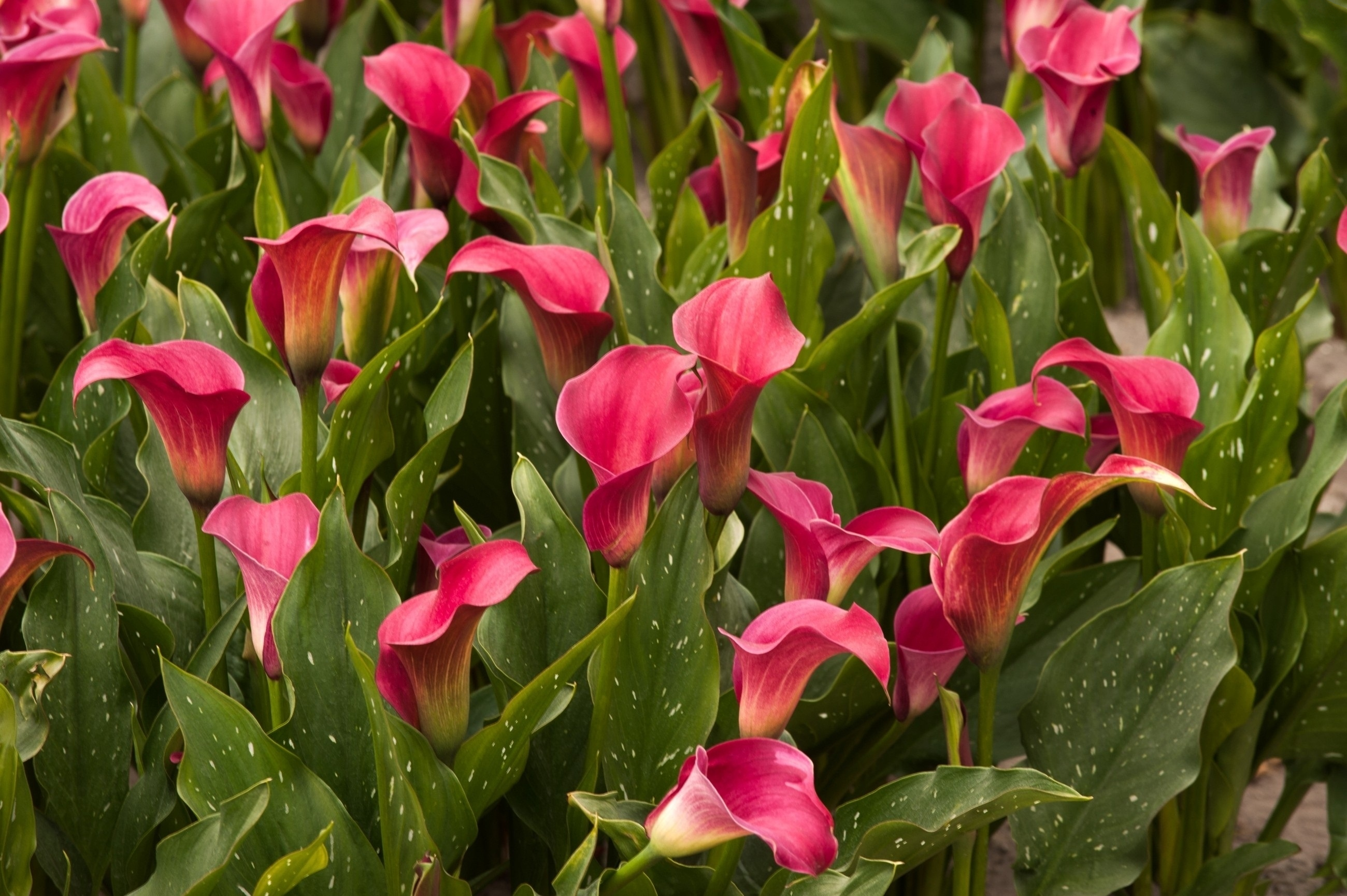 378056 скачать обои розовый цветок, зеленый, калла лили, земля/природа, листва, природа, флауэрсы - заставки и картинки бесплатно