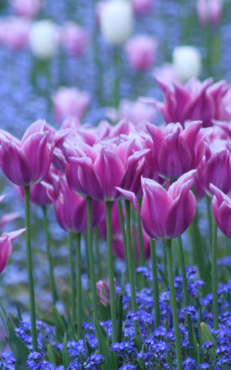 Download mobile wallpaper Flowers, Flower, Earth, Tulip, Pink Flower for free.