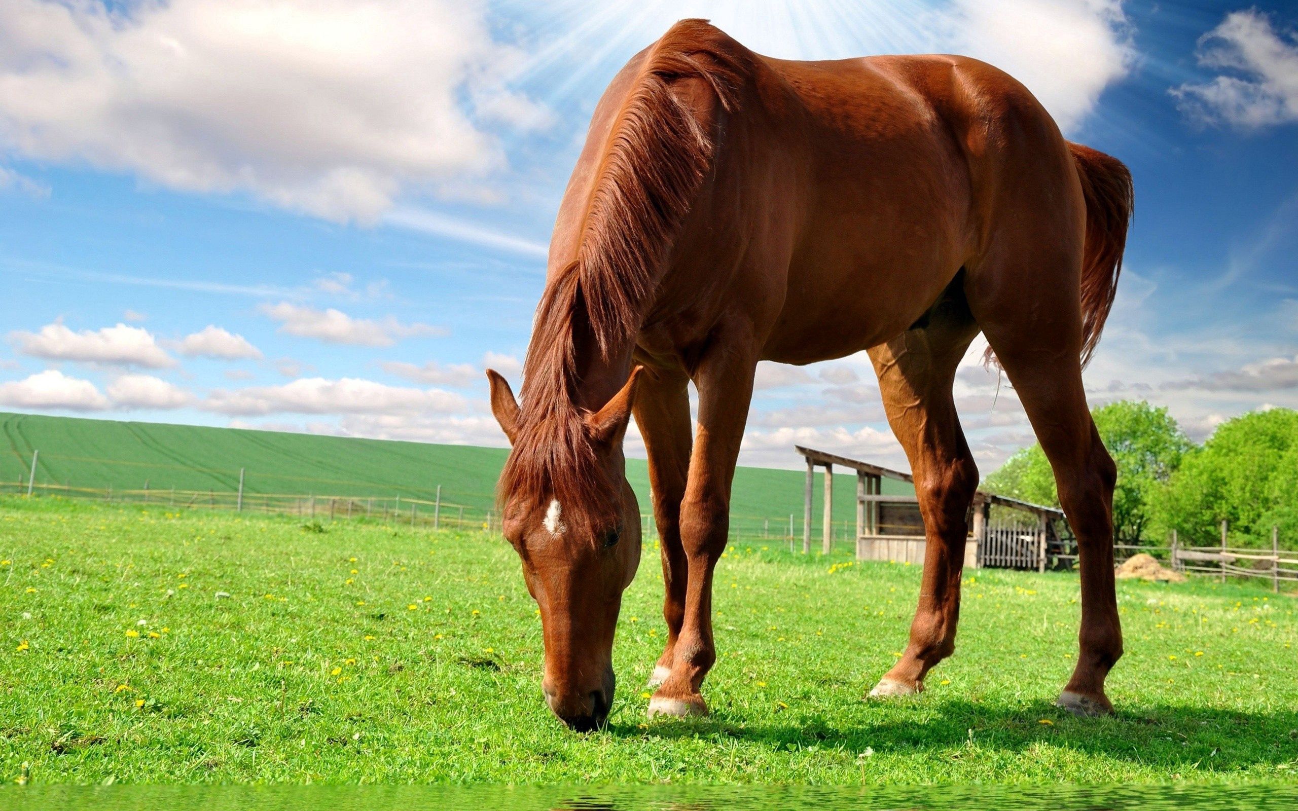 horse, animals, nature, food, grass, sky, summer, field, stroll HD wallpaper