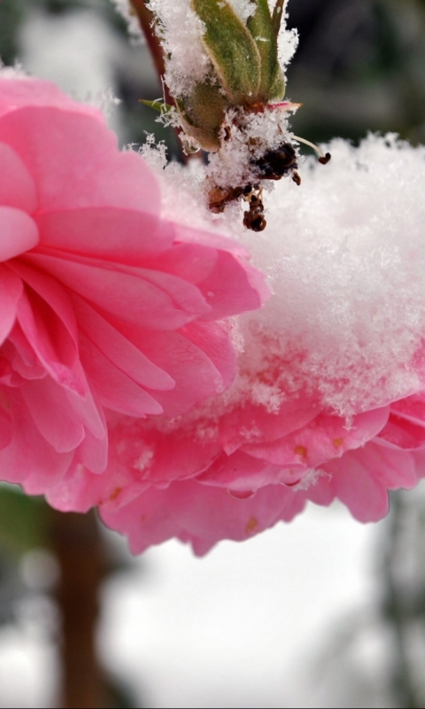 1088432 Bildschirmschoner und Hintergrundbilder Blumen auf Ihrem Telefon. Laden Sie  Bilder kostenlos herunter