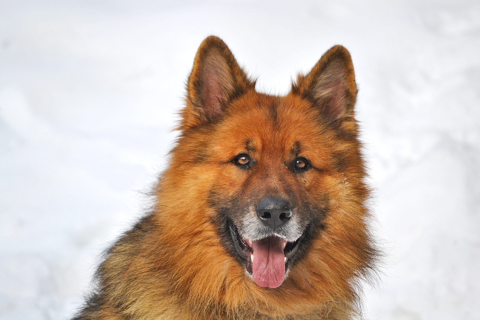 Download mobile wallpaper Dogs, Dog, Animal, German Shepherd for free.
