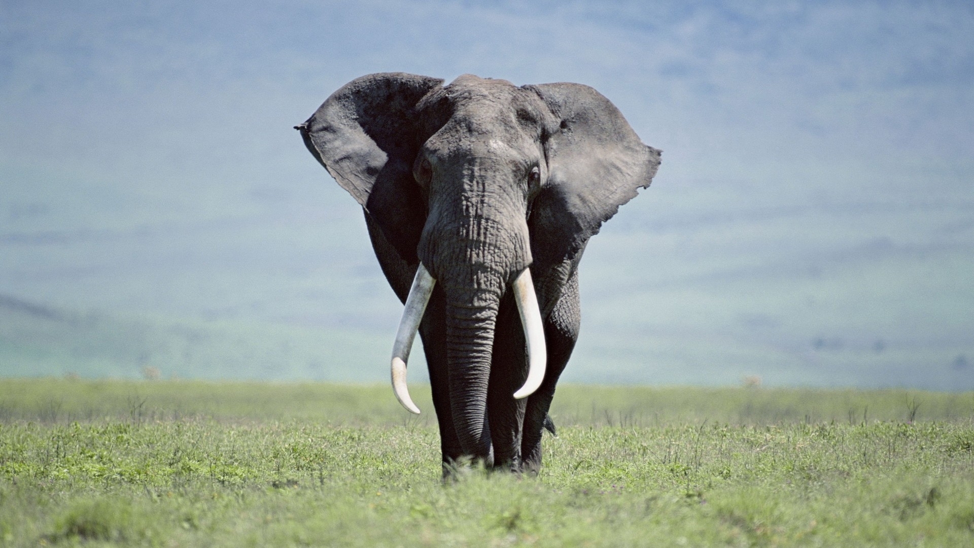 254276 завантажити шпалери слони, тварина, африканський чагарниковий слон - заставки і картинки безкоштовно