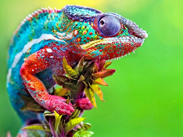 Download mobile wallpaper Animal, Lizard, Chameleon, Colorful, Reptiles for free.