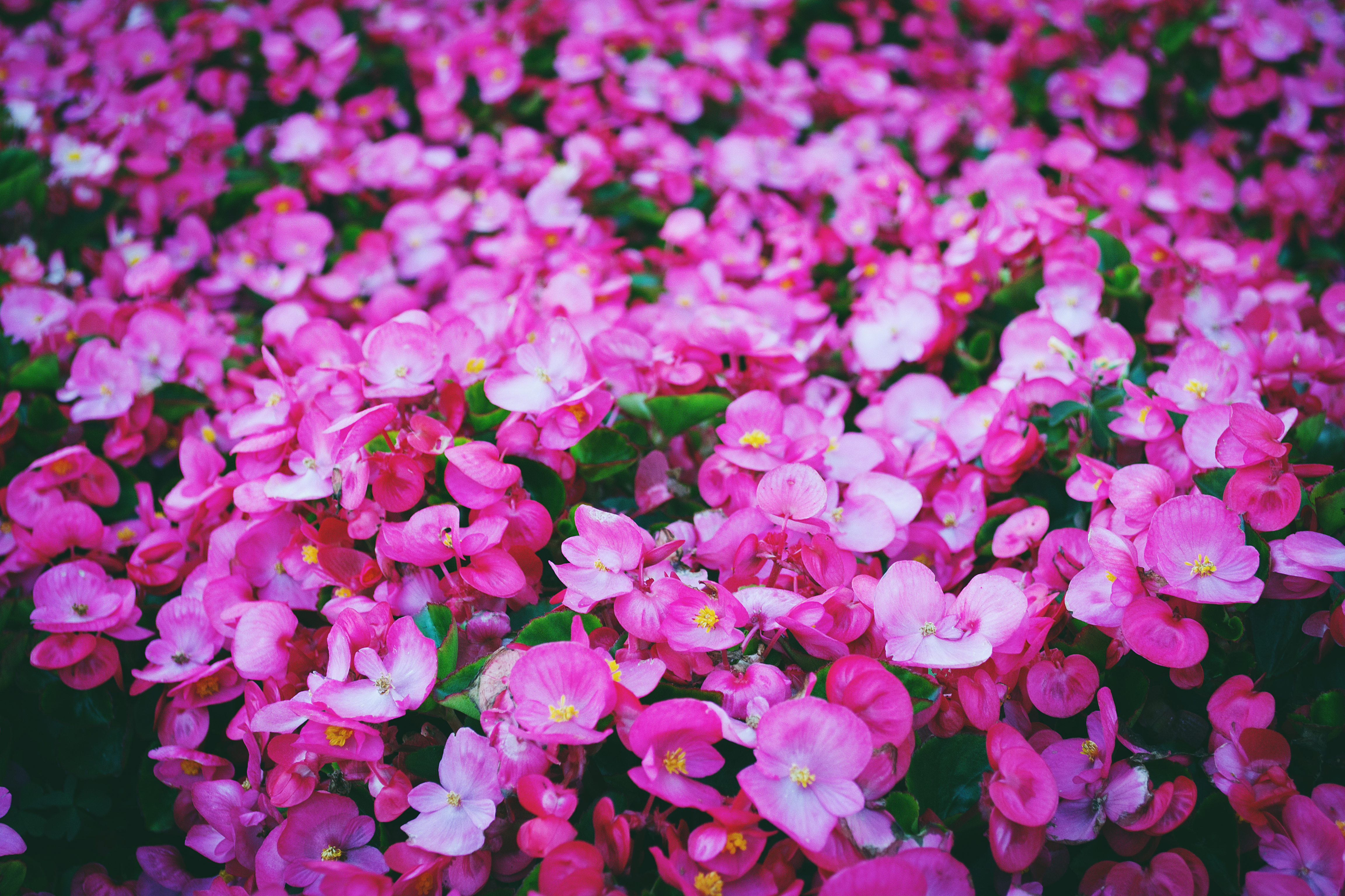 Download mobile wallpaper Polyana, Glade, Bright, Pink, Flowers for free.