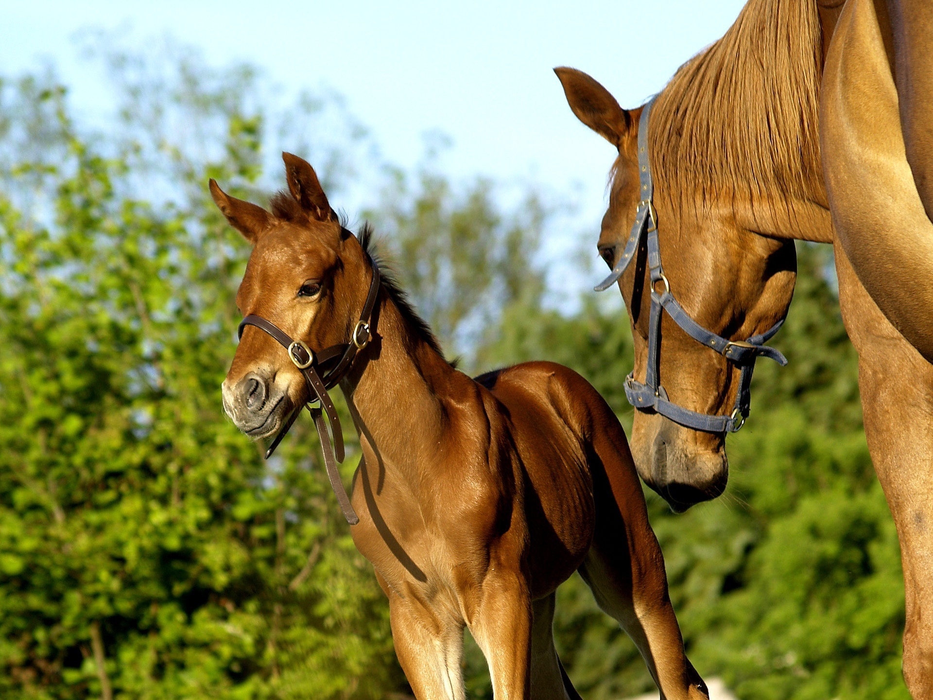 無料モバイル壁紙動物, 馬をダウンロードします。