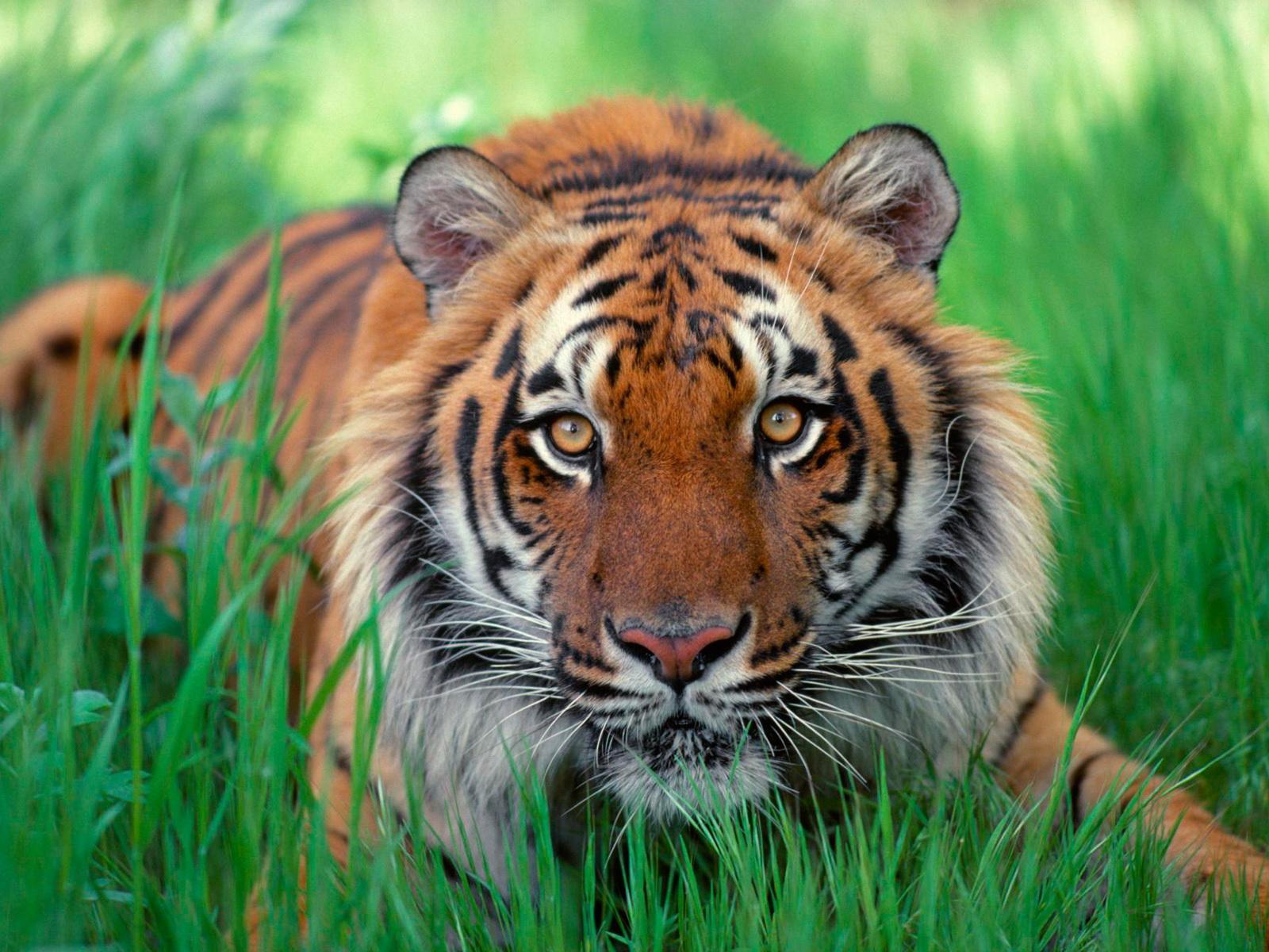 7123 télécharger le fond d'écran tigres, animaux - économiseurs d'écran et images gratuitement