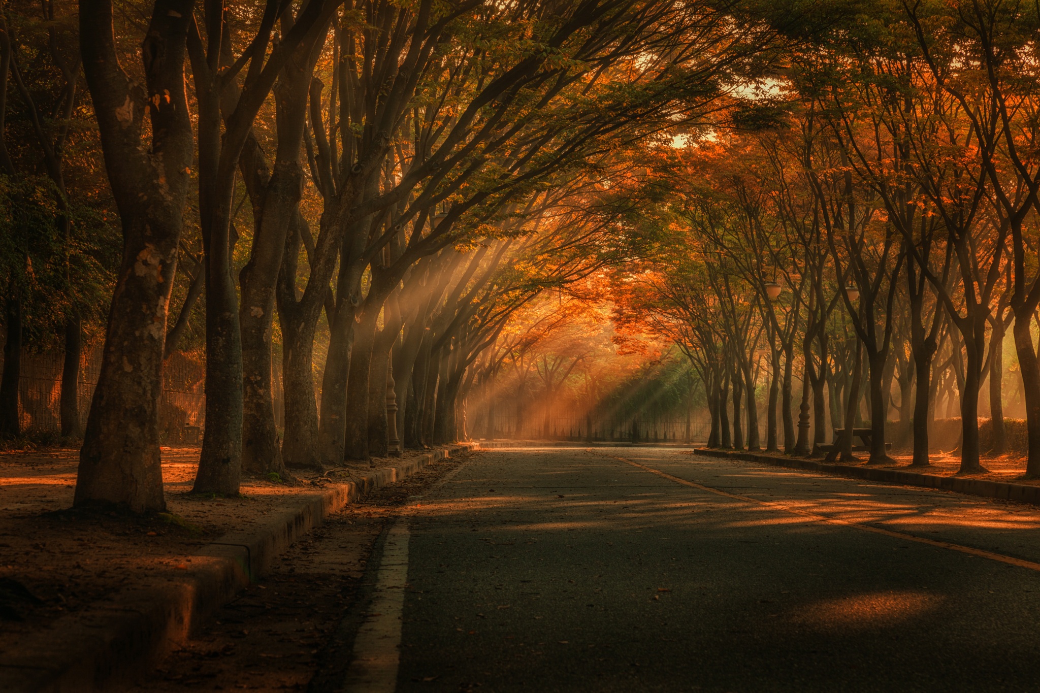 Download mobile wallpaper Road, Tree, Fall, Sunbeam, Man Made, Tree Lined for free.
