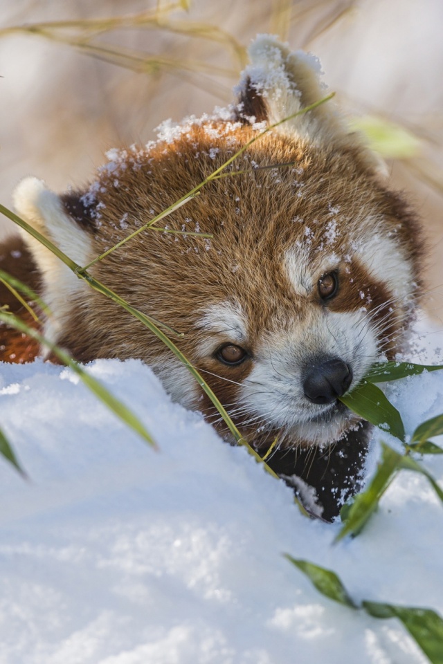 Download mobile wallpaper Snow, Animal, Face, Red Panda for free.