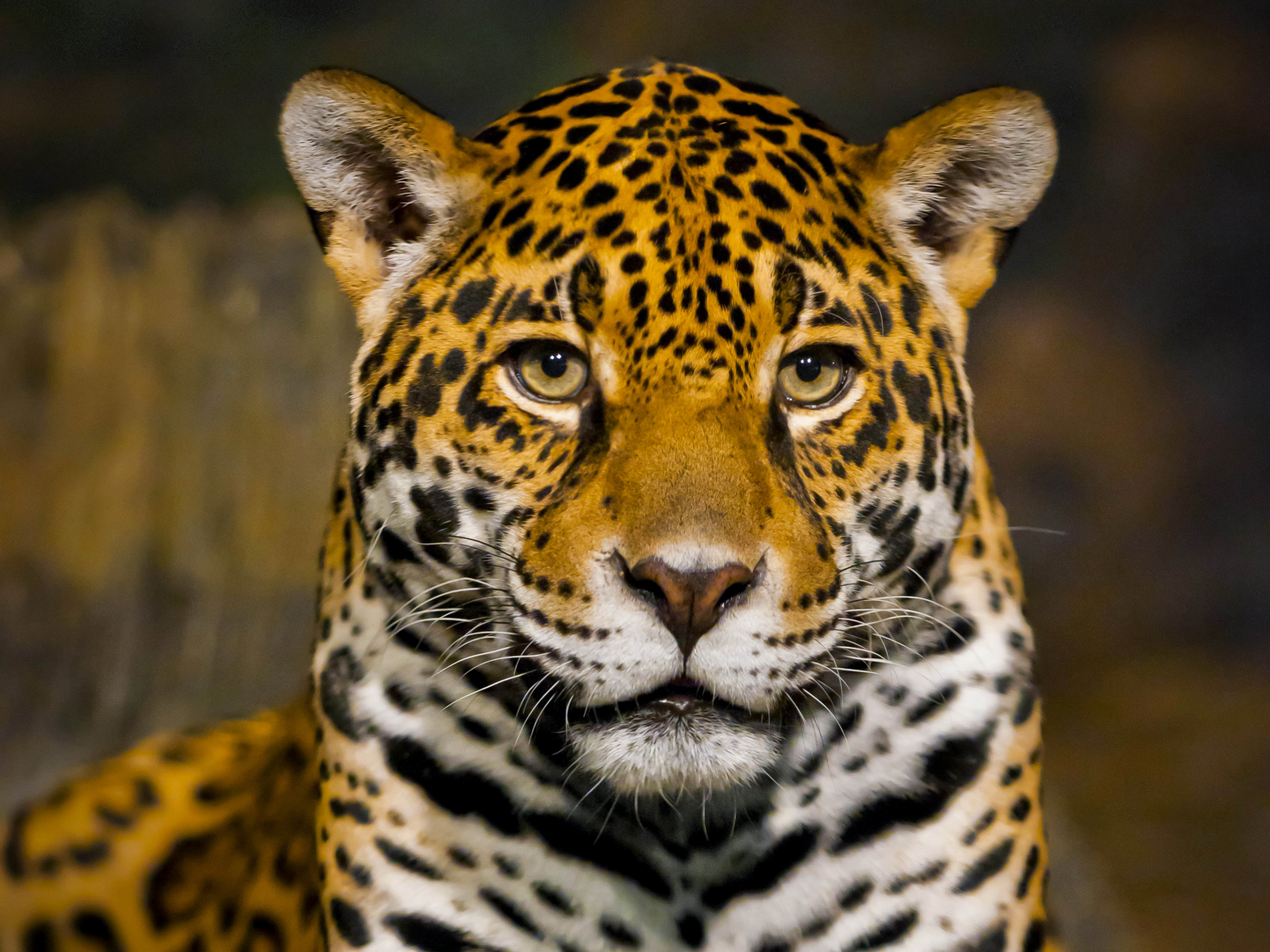 Download mobile wallpaper Cats, Jaguar, Animal, Stare for free.