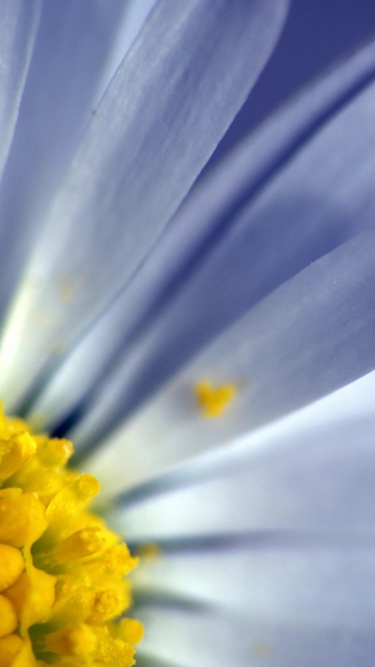 1113460 Bildschirmschoner und Hintergrundbilder Blumen auf Ihrem Telefon. Laden Sie  Bilder kostenlos herunter