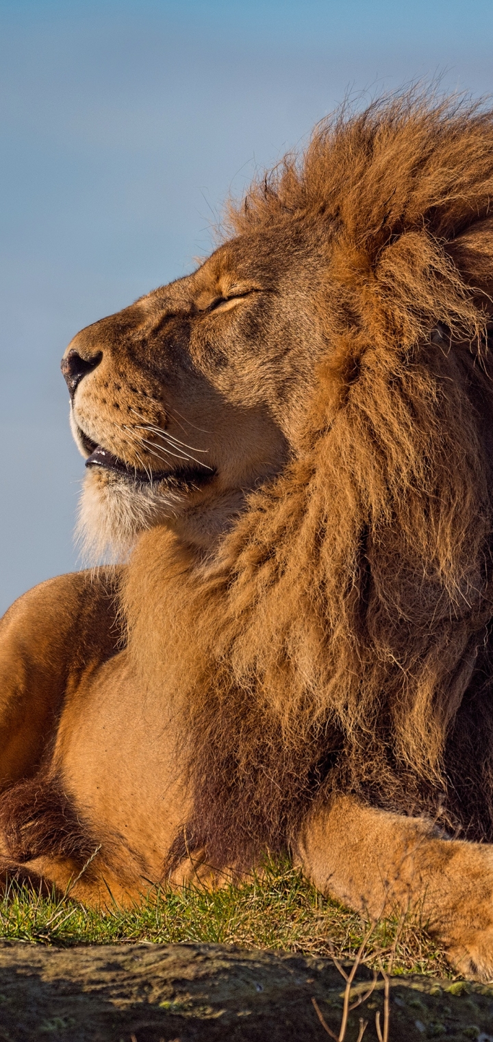 Téléchargez des papiers peints mobile Animaux, Chats, Lion gratuitement.