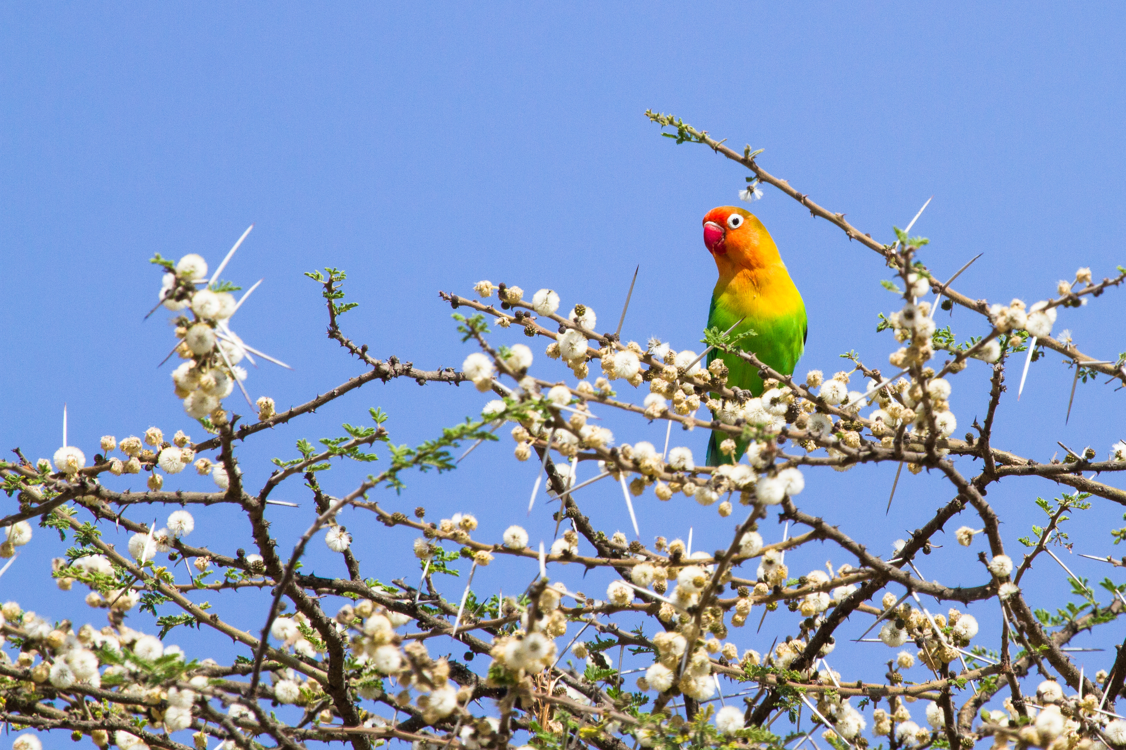 parrots, animals, wood, multicolored, motley, tree, branches