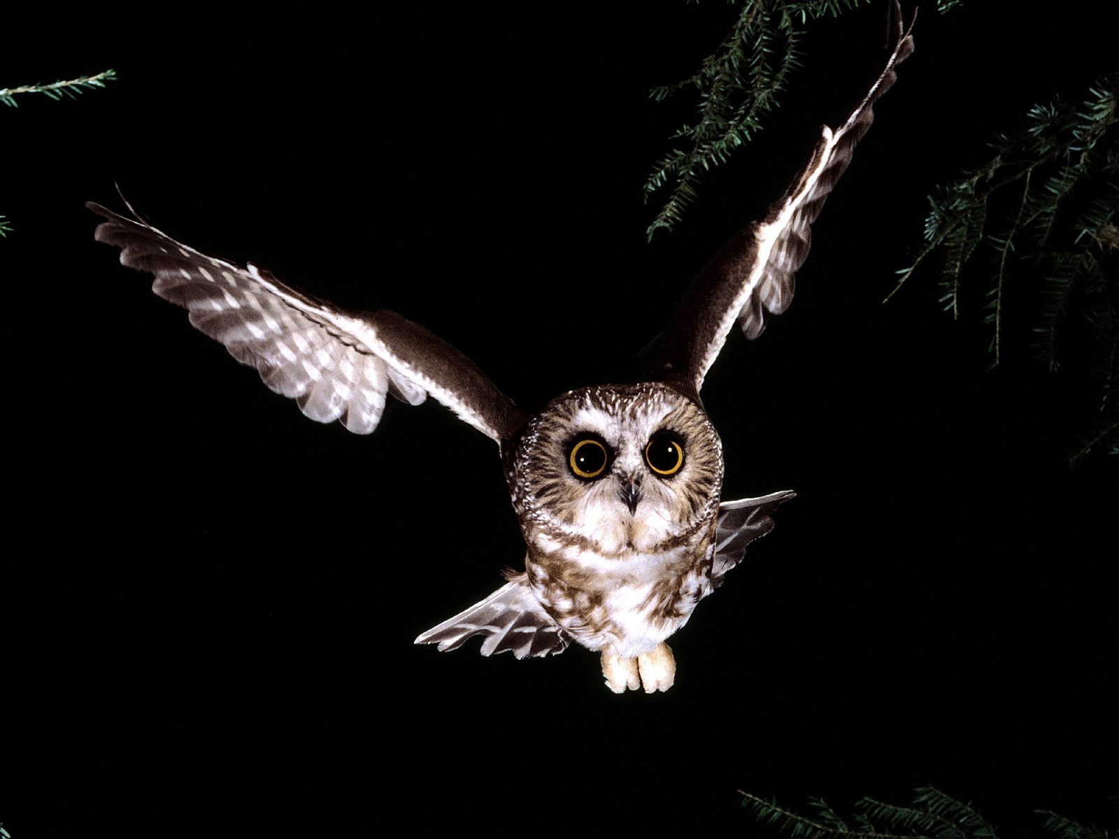 Download mobile wallpaper Owl, Birds, Animal for free.