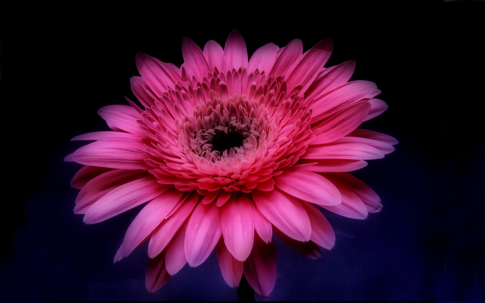 Descarga gratis la imagen Flores, Gerberas, Flor, Flor Rosa, De Cerca, Tierra/naturaleza en el escritorio de tu PC