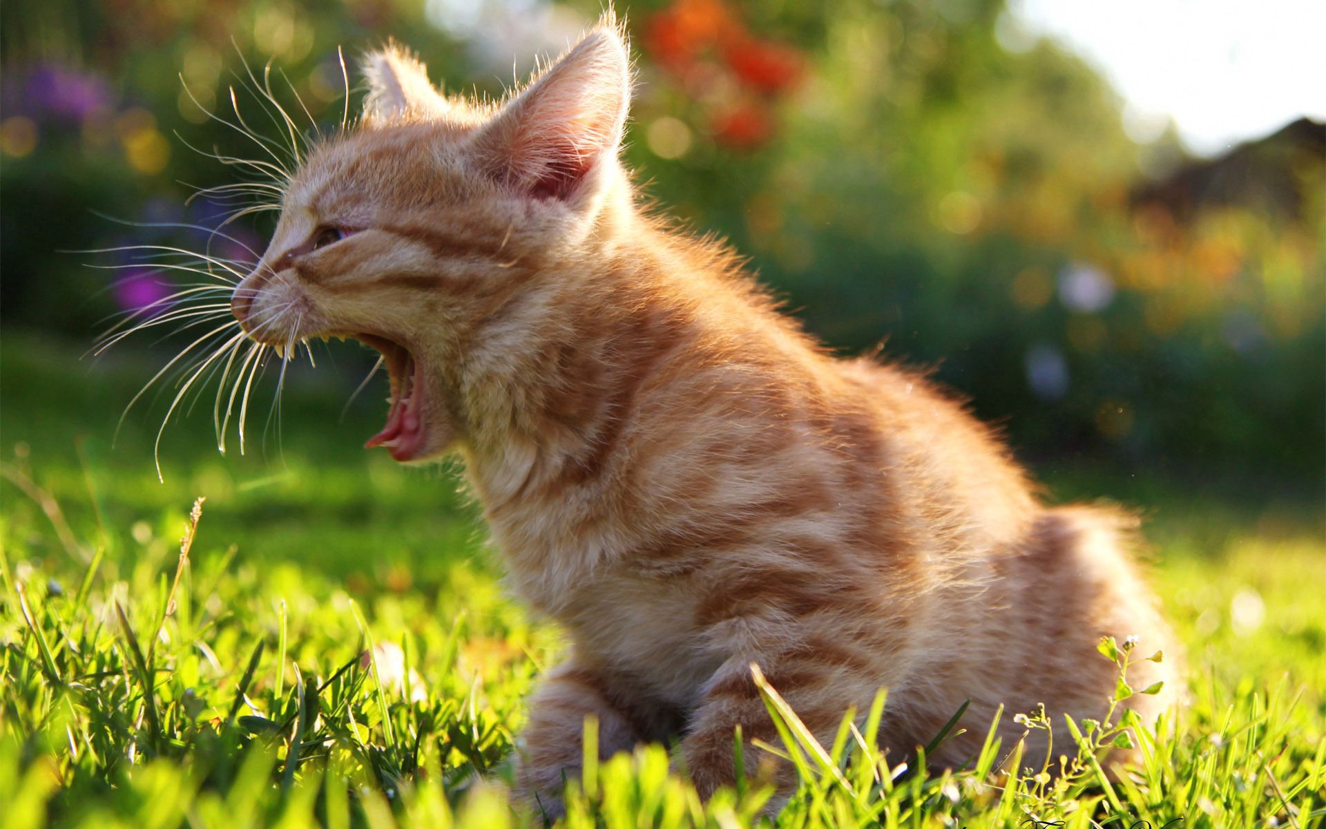 animals, grass, kitty, kitten, sunlight, scream, cry