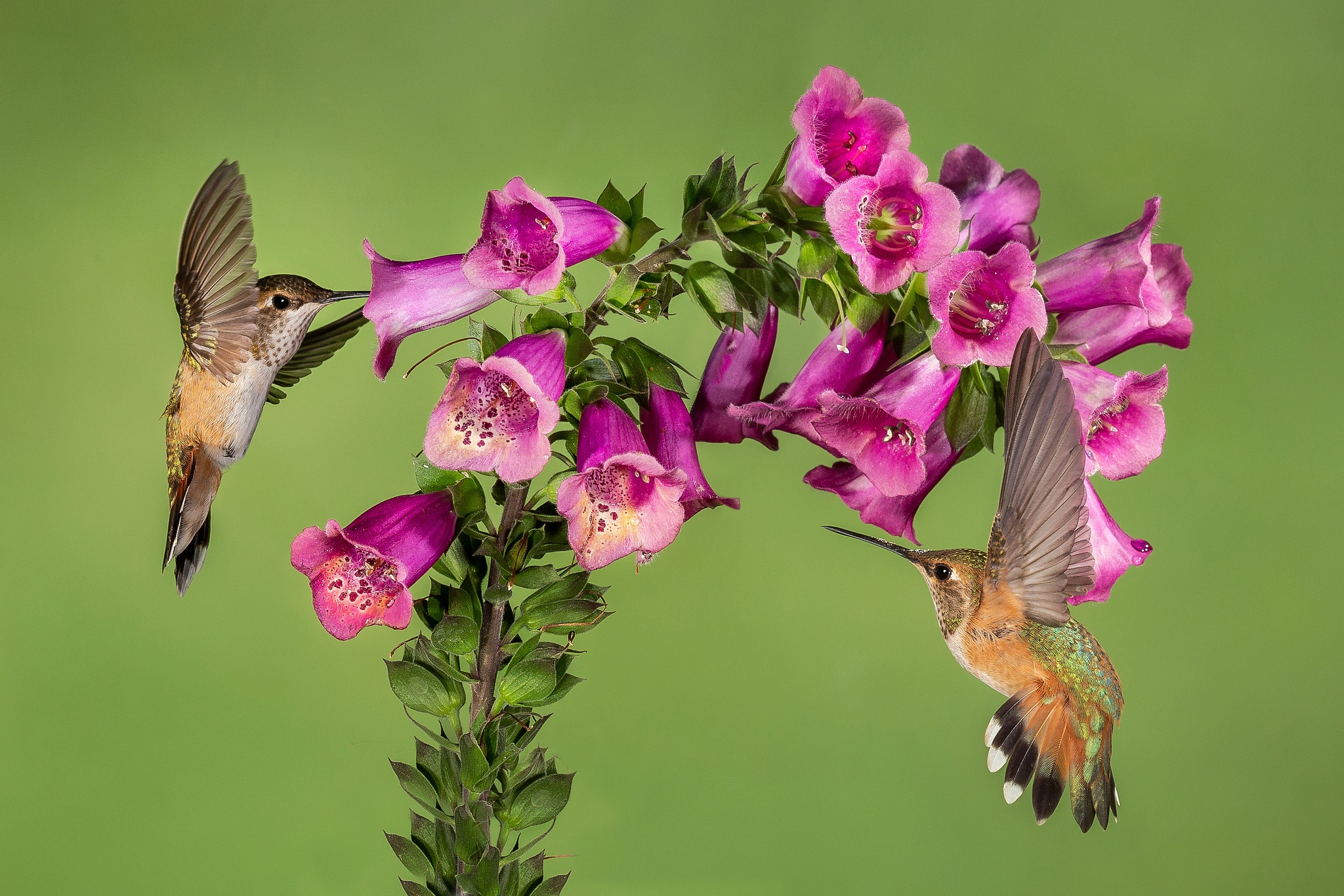 Download mobile wallpaper Birds, Flower, Bird, Animal, Purple Flower, Hummingbird for free.