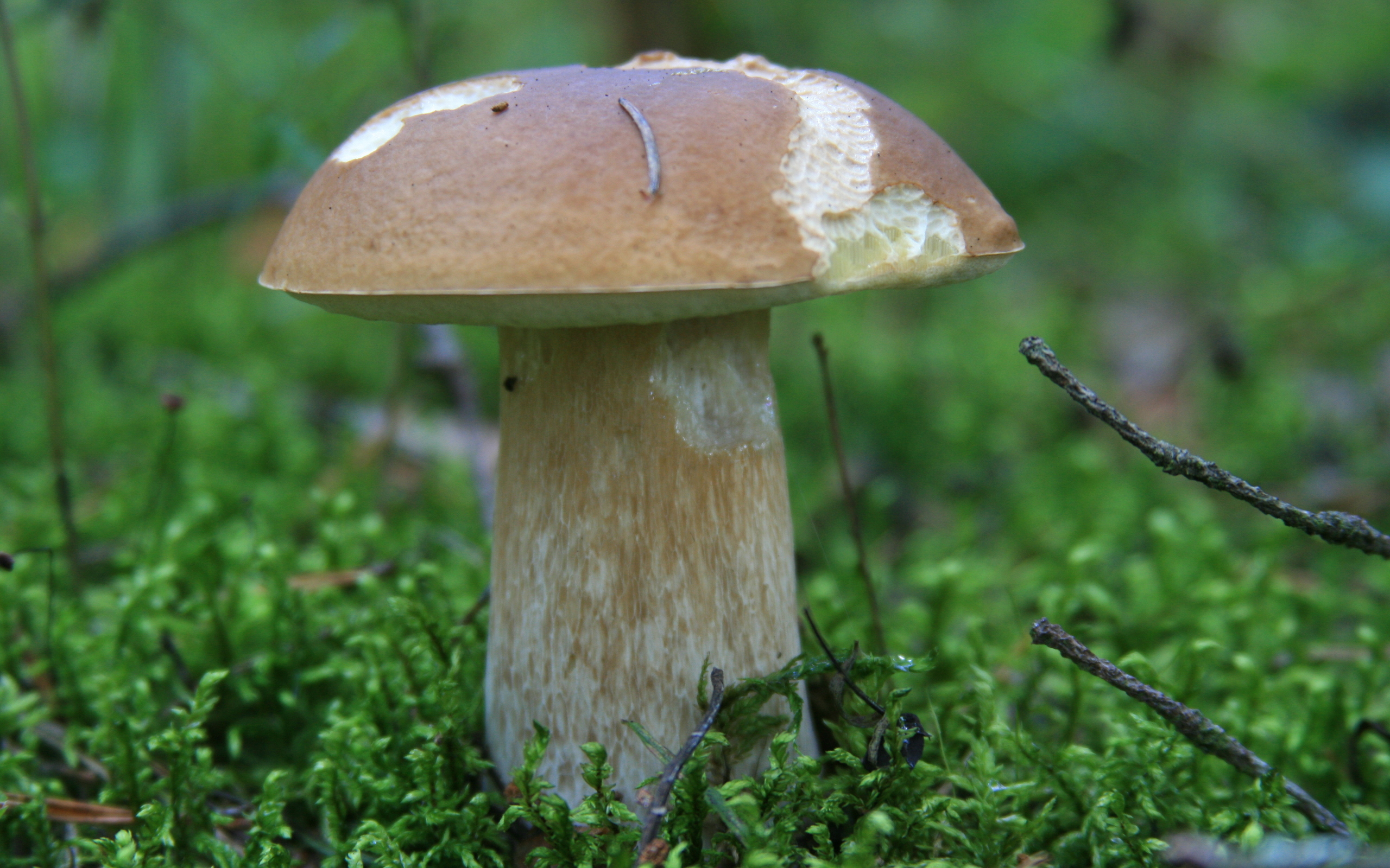 Téléchargez des papiers peints mobile Champignon, Terre/nature gratuitement.