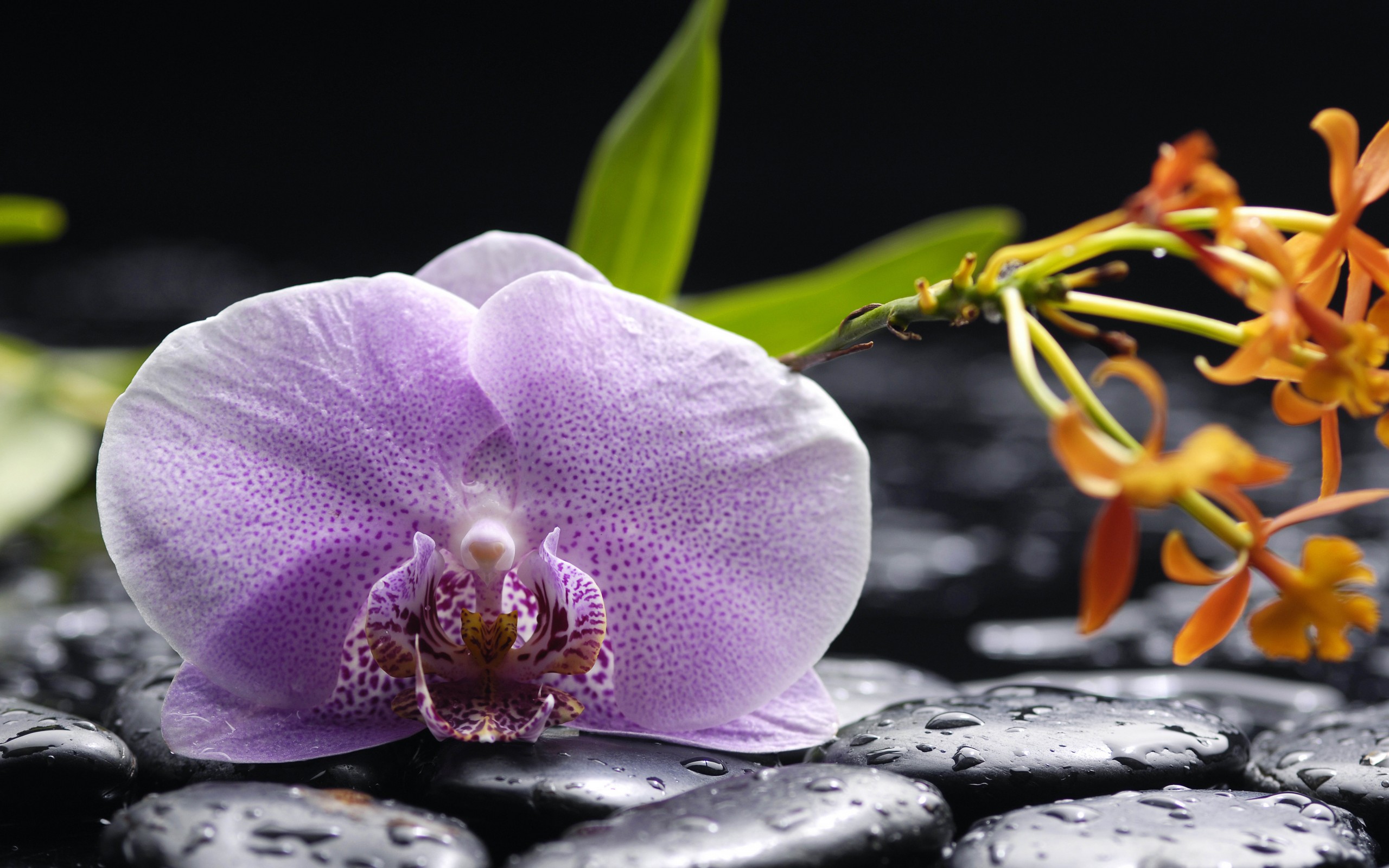 Handy-Wallpaper Orchidee, Blumen, Erde/natur kostenlos herunterladen.