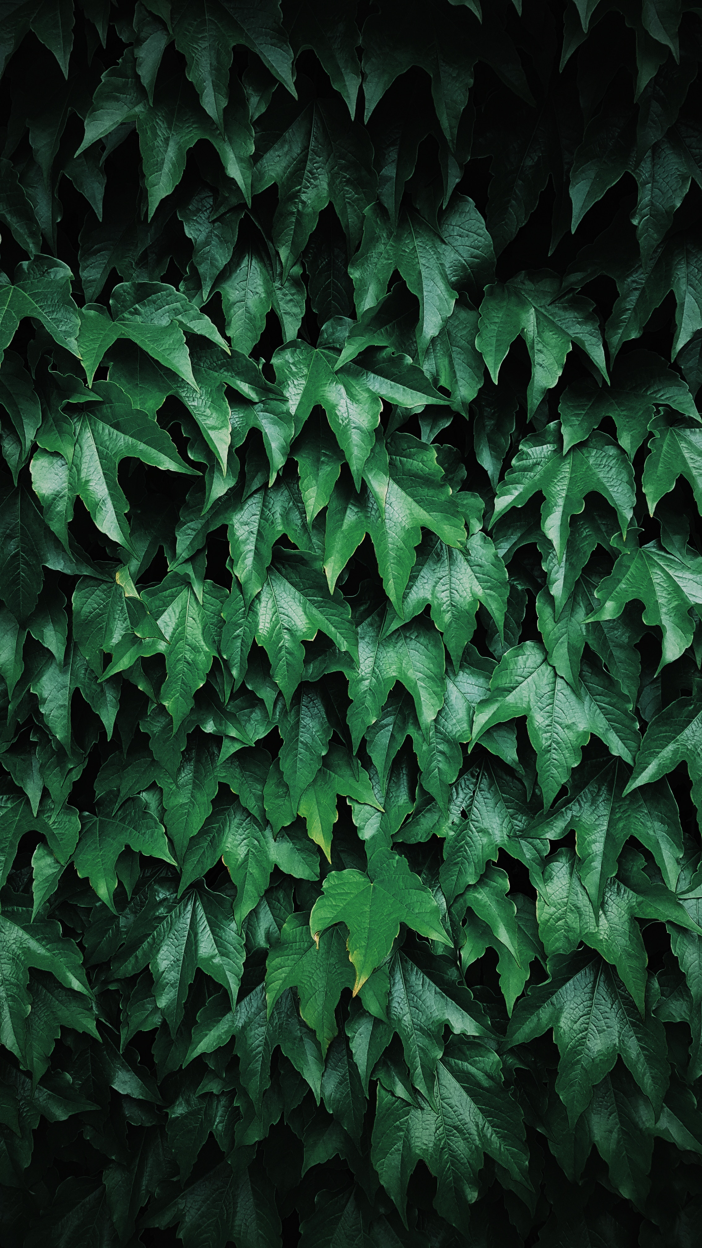 Handy-Wallpaper Natur, Bush, Pflanze, Blätter kostenlos herunterladen.