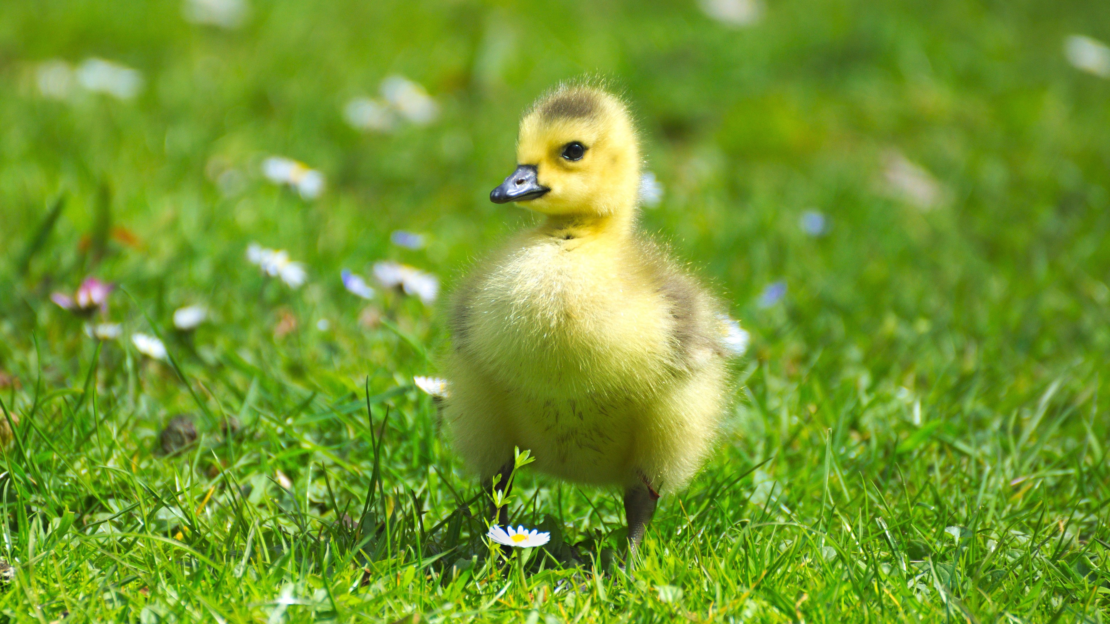 Download mobile wallpaper Birds, Grass, Bird, Animal, Cute, Goose, Baby Animal for free.