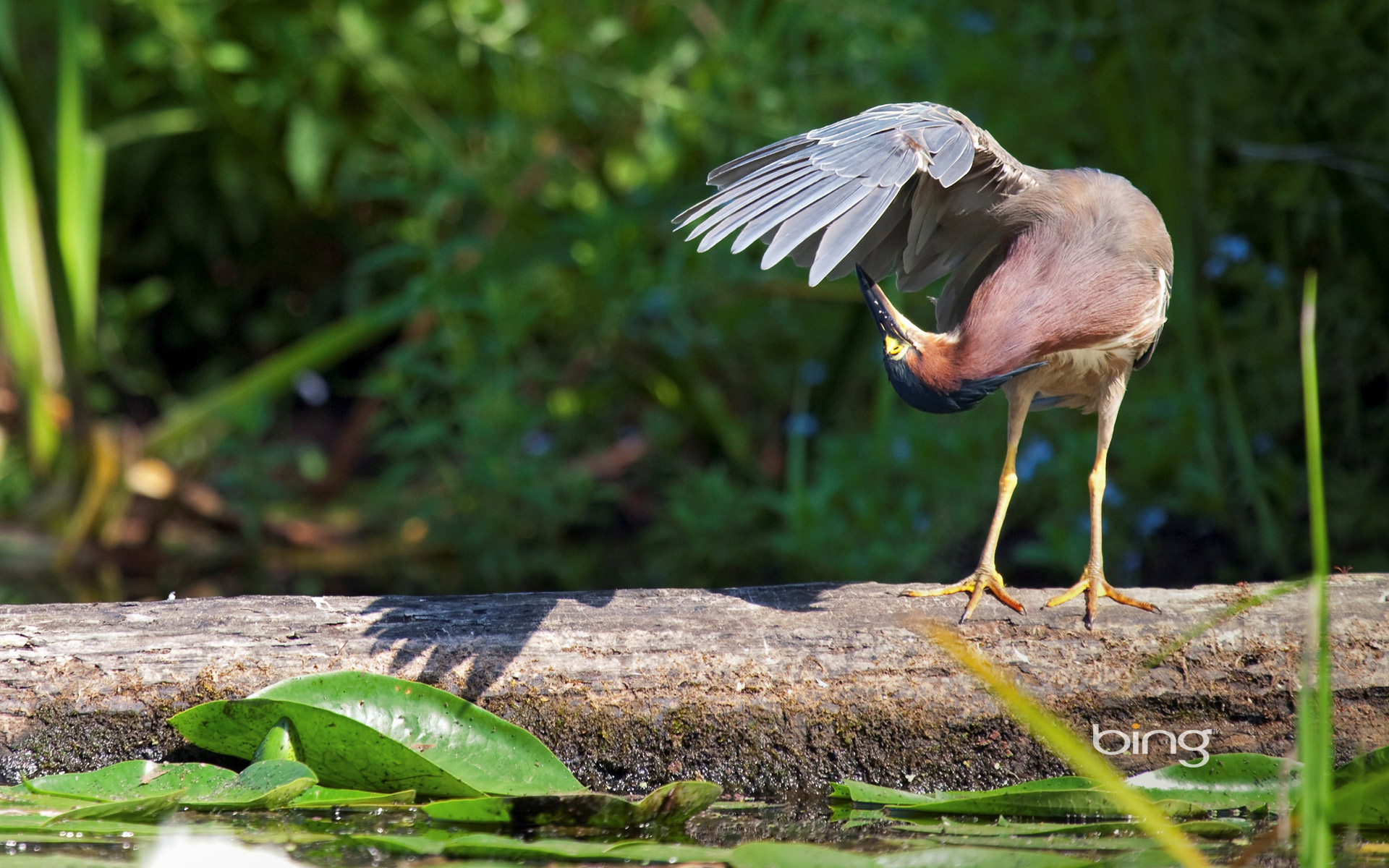 Laden Sie das Tiere, Vögel, Vogel-Bild kostenlos auf Ihren PC-Desktop herunter