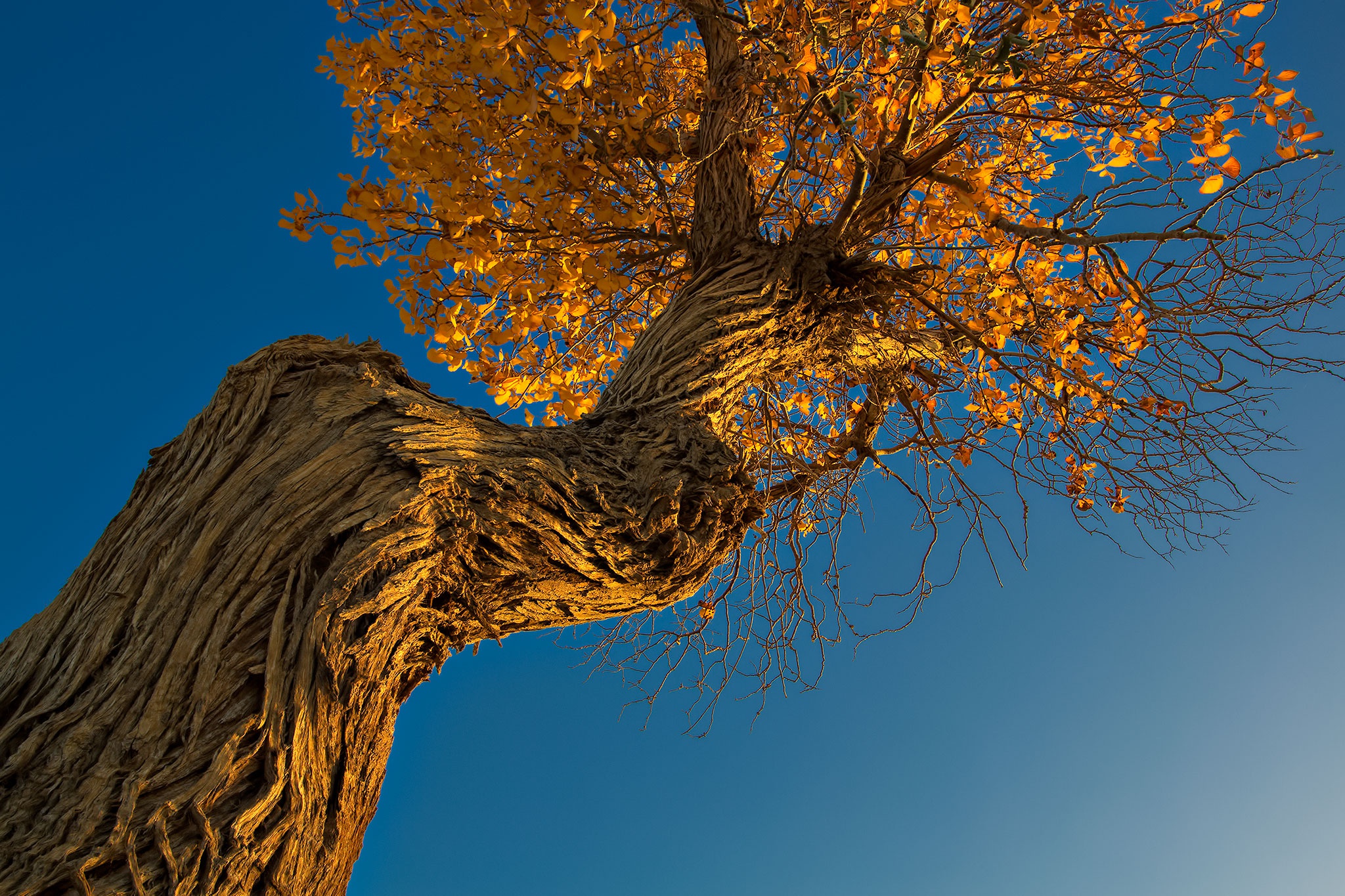 Download mobile wallpaper Trees, Sky, Tree, Fall, Earth for free.