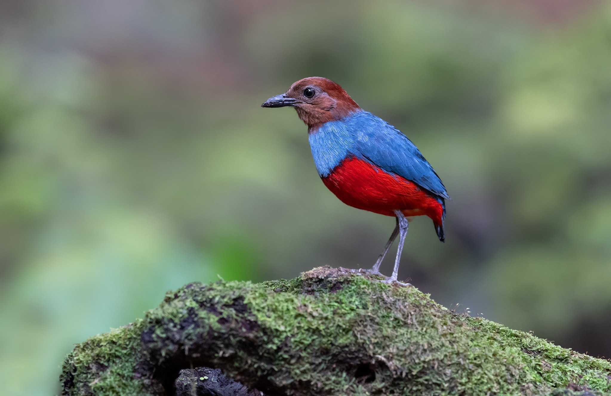 Laden Sie Blaubrüstige Pitta HD-Desktop-Hintergründe herunter