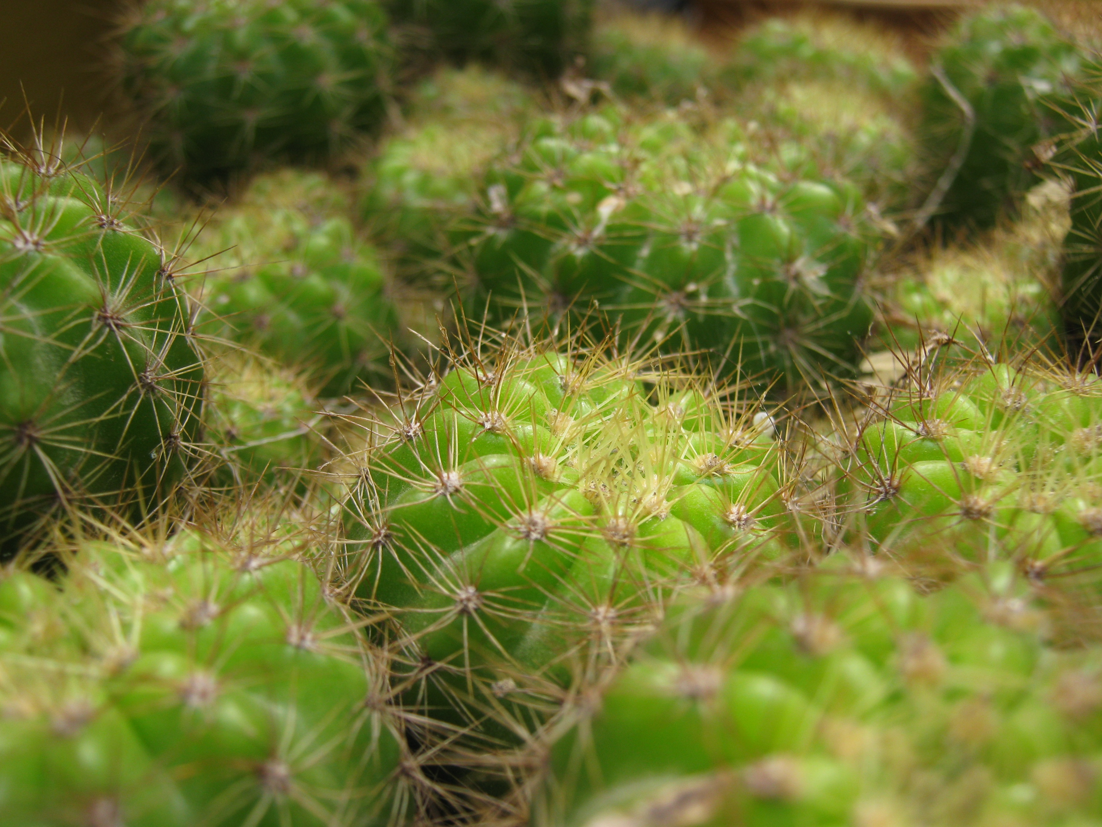 macro, close up, cactus, thorns, prickles, indoor plant, houseplant