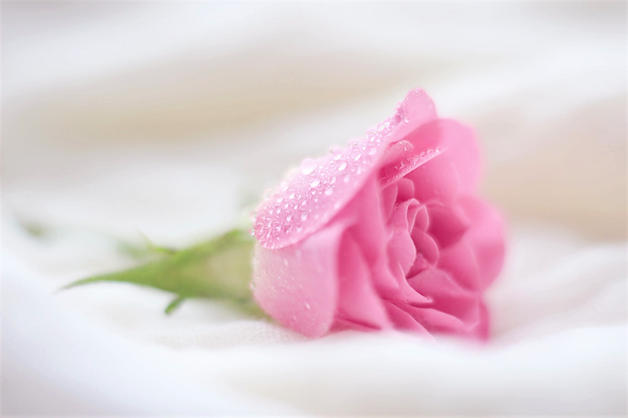 Скачать обои бесплатно Капли, Цветок, Роза, Роса, Земля/природа, Розовый Цветок, Розовая Роза, Флауэрсы картинка на рабочий стол ПК