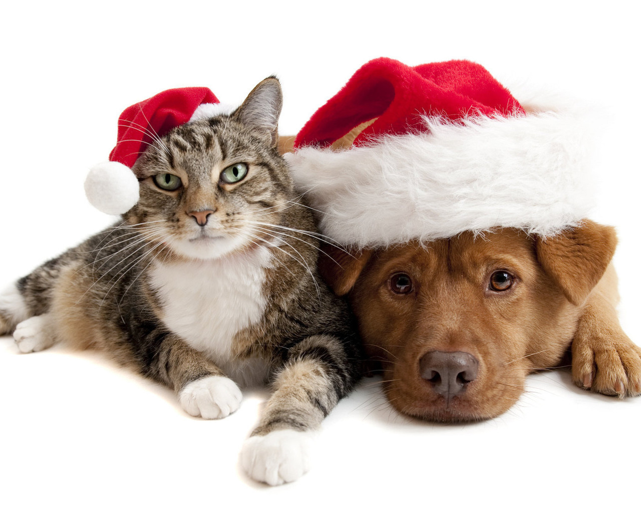 無料モバイル壁紙祝日, キャッツ, ドッグ, 新年, 動物, クリスマスをダウンロードします。