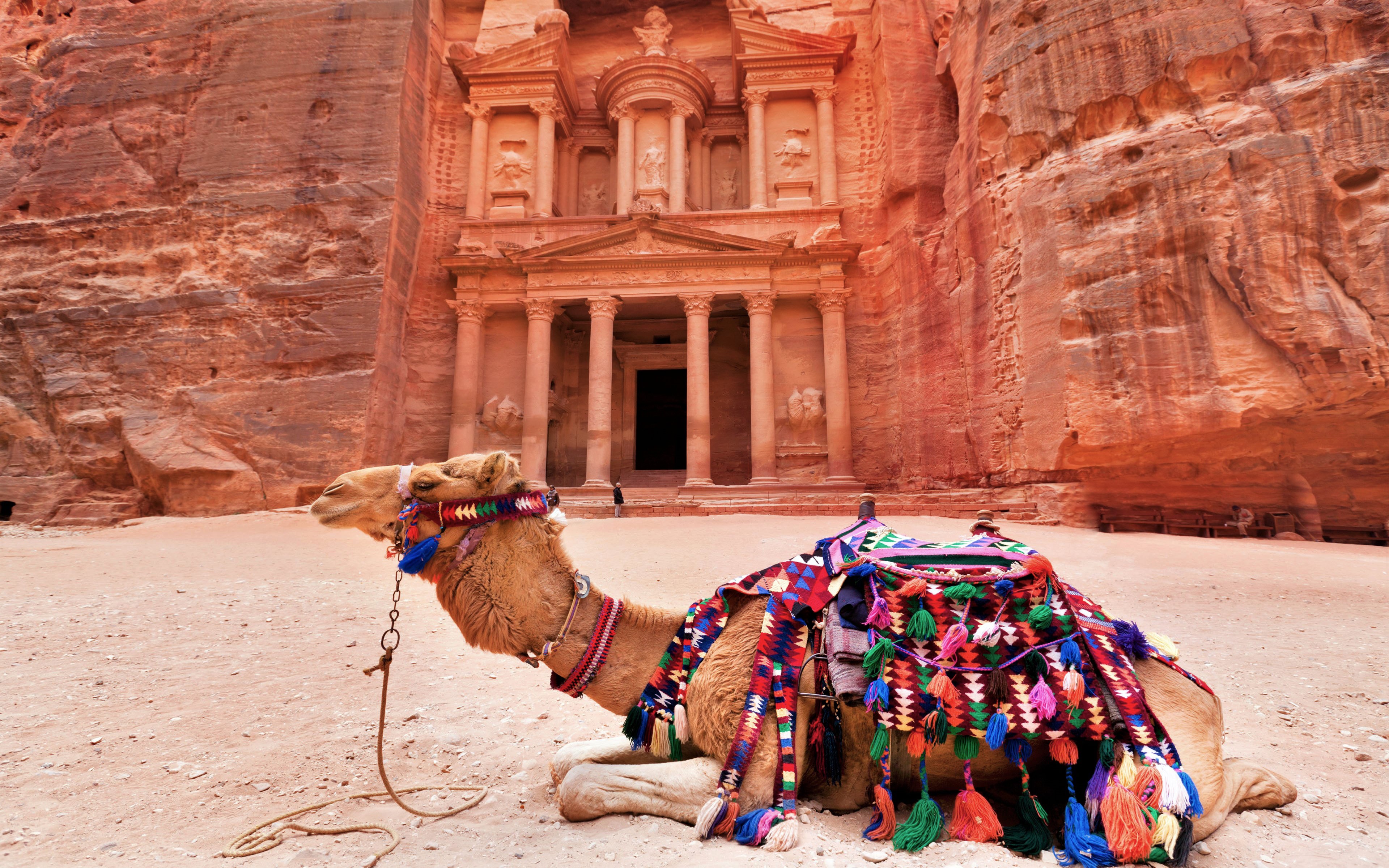 886004 Hintergrundbild herunterladen tiere, kamel, jordanien, tempel - Bildschirmschoner und Bilder kostenlos