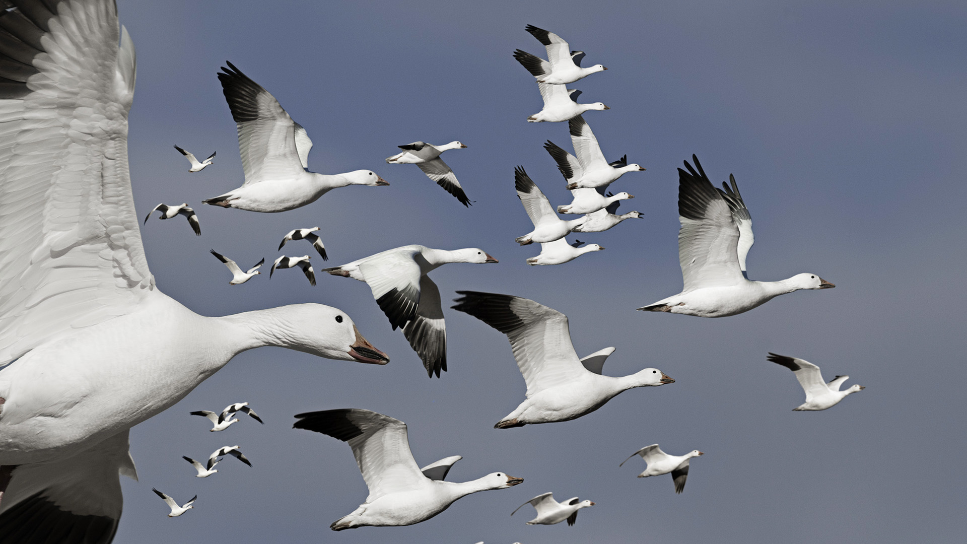 311175 descargar imagen animales, ganso, aves: fondos de pantalla y protectores de pantalla gratis