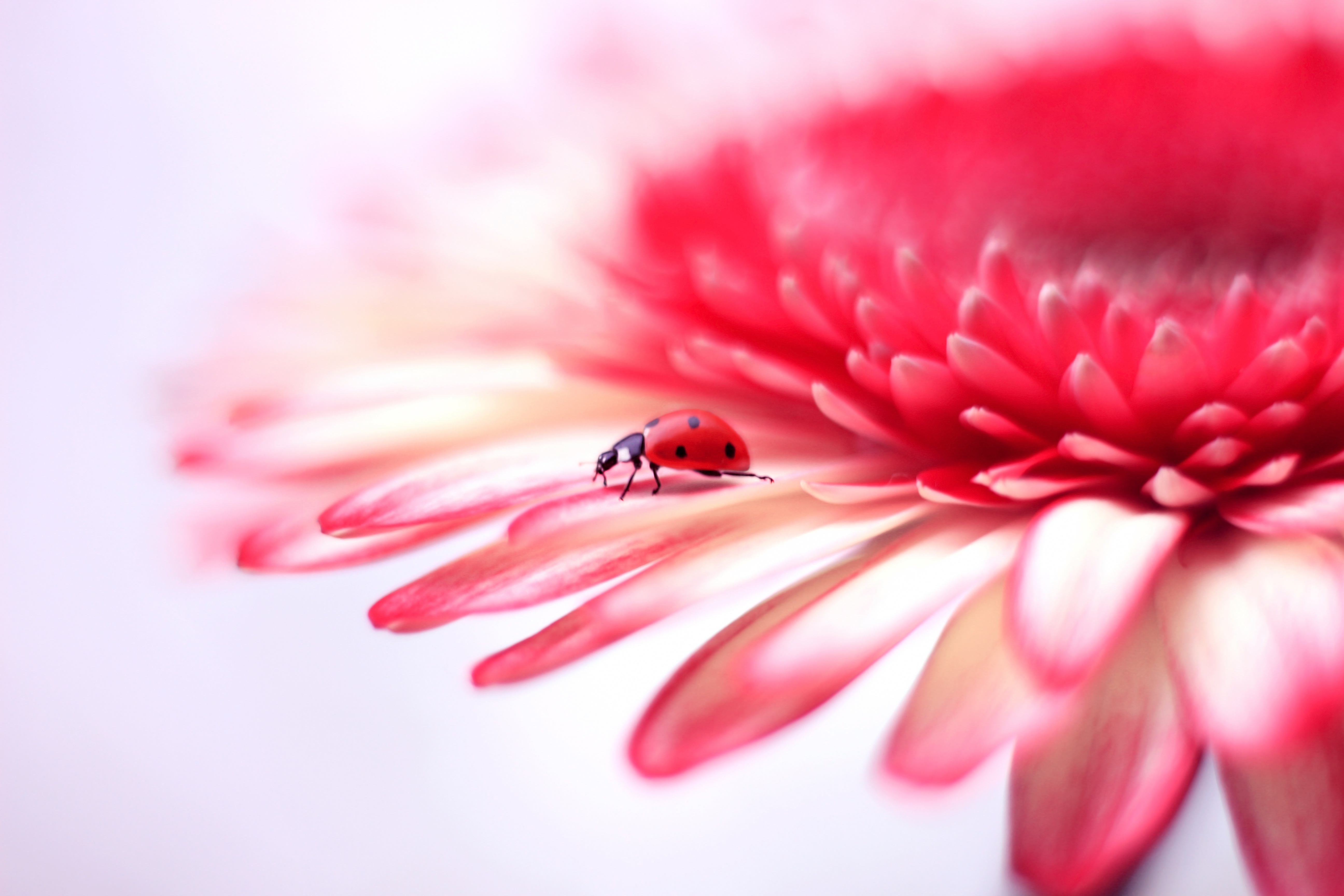 Laden Sie das Tiere, Marienkäfer, Blume, Makro, Insekt, Pinke Blume-Bild kostenlos auf Ihren PC-Desktop herunter